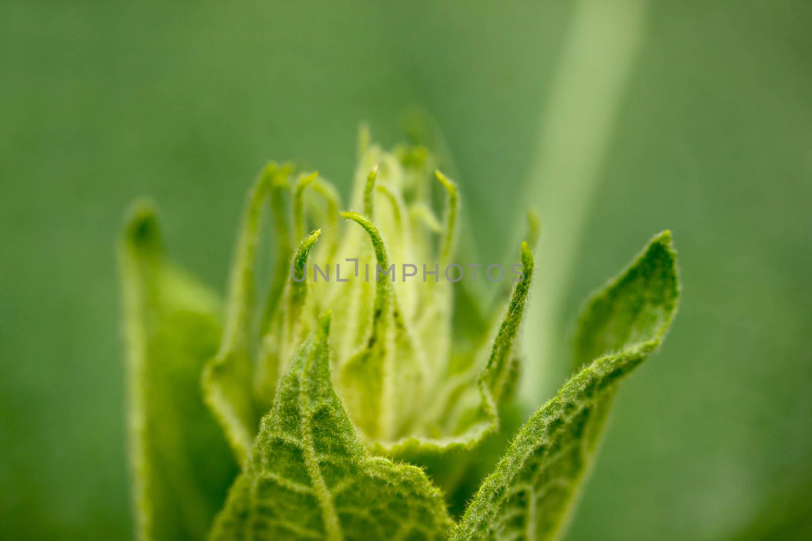 Close-up of bud