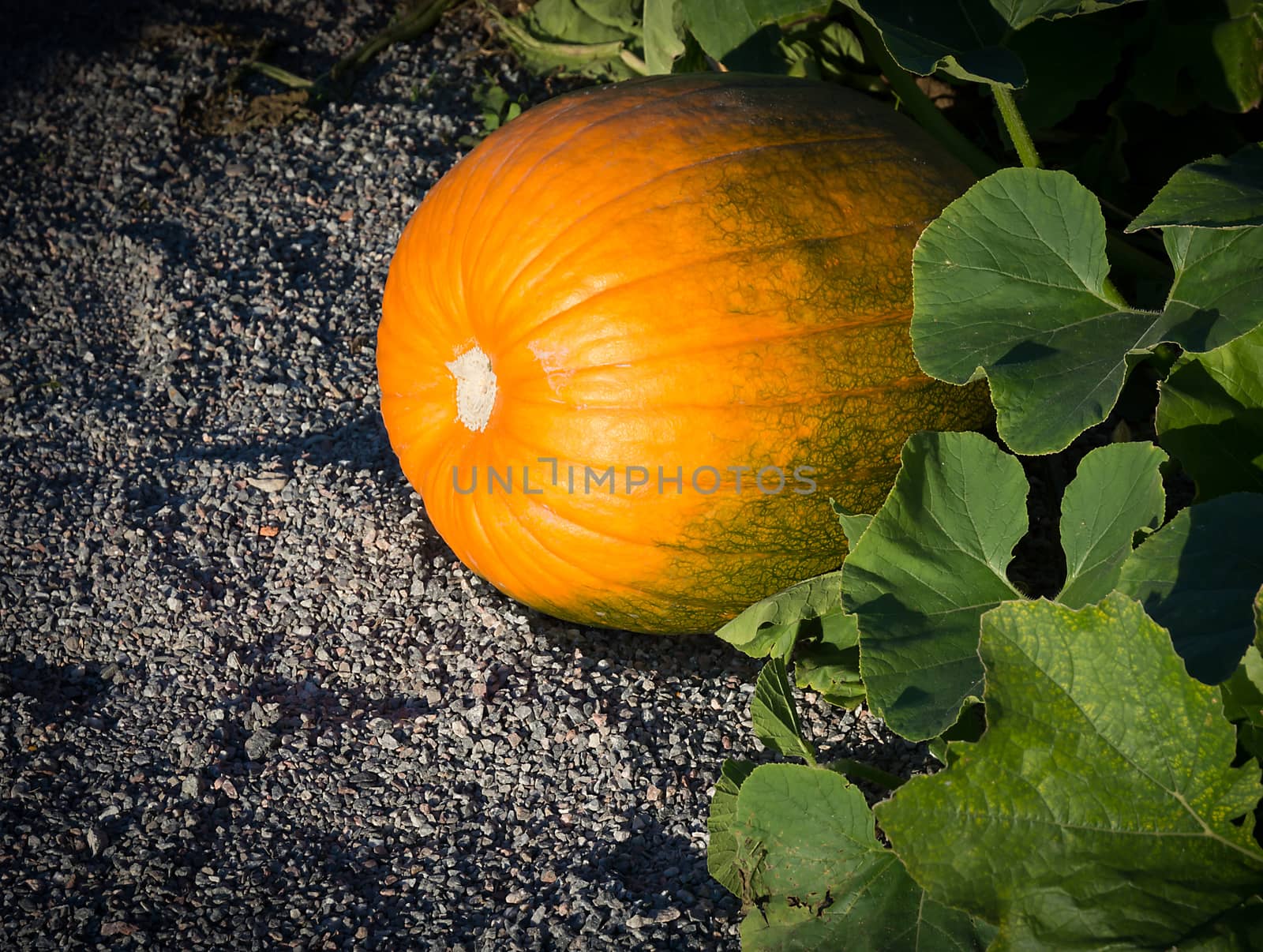 Pumpkin Cucurbita maxima growing in the garden in evening sunlight.