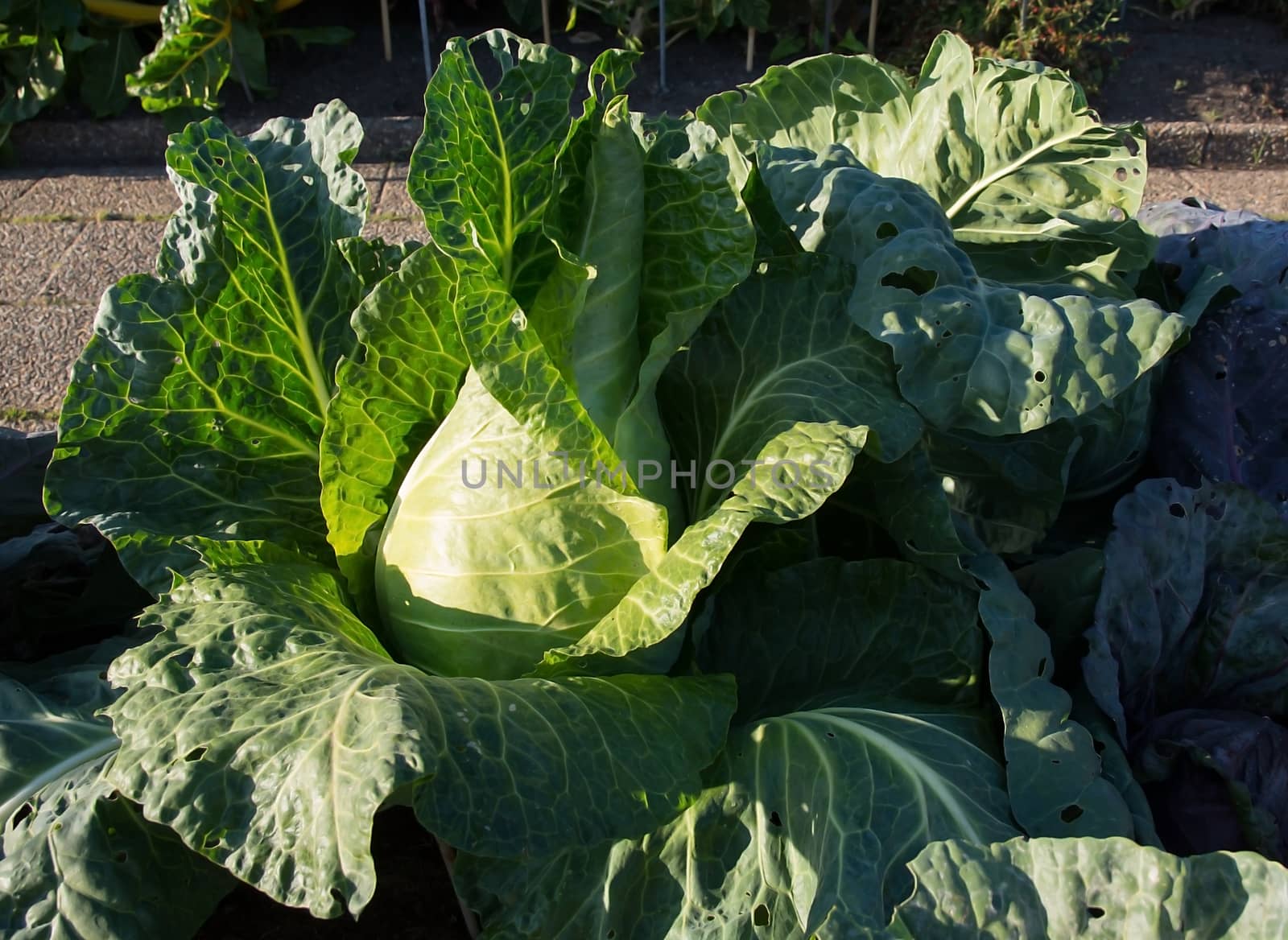 Cabbage closeup by ArtesiaWells