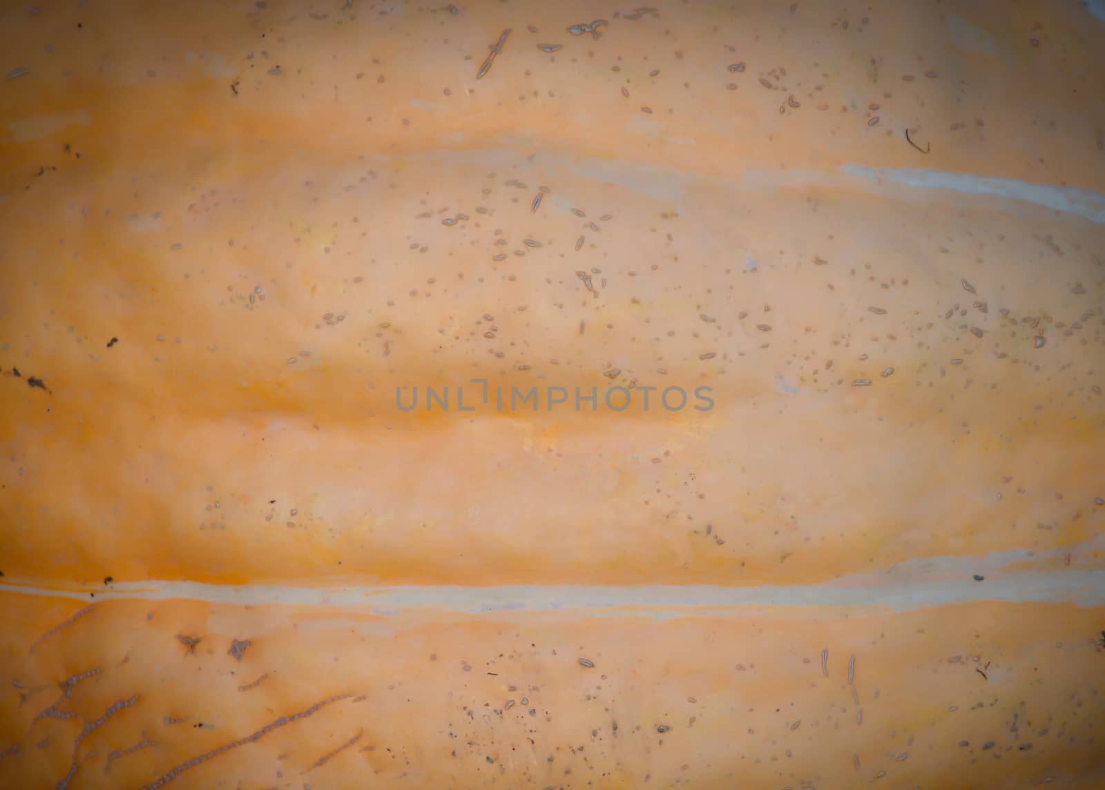 Pumpkin background texture. Pumpkin Cucurbita maxima.