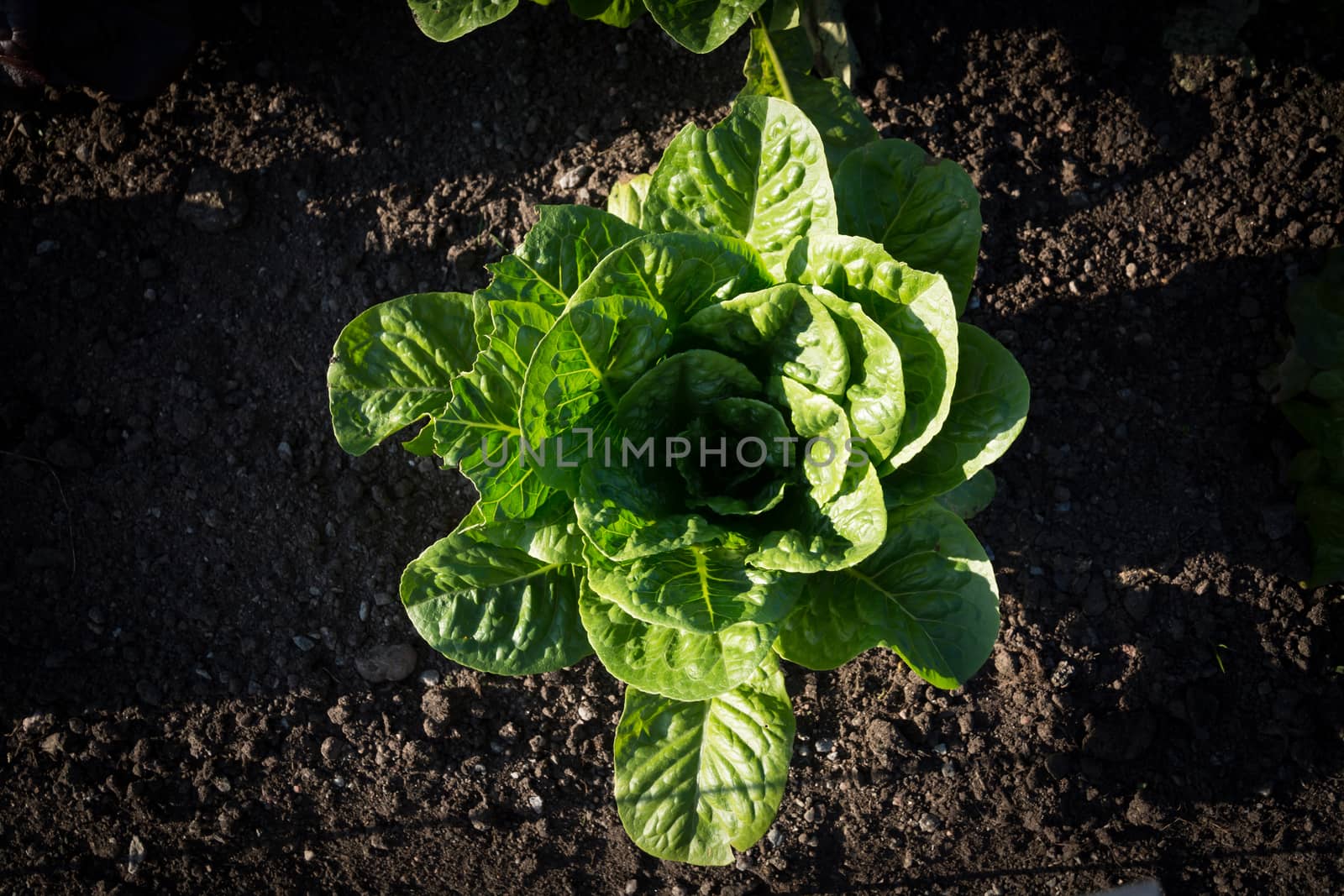 Garden lettuce in soil. Lactuca sativa