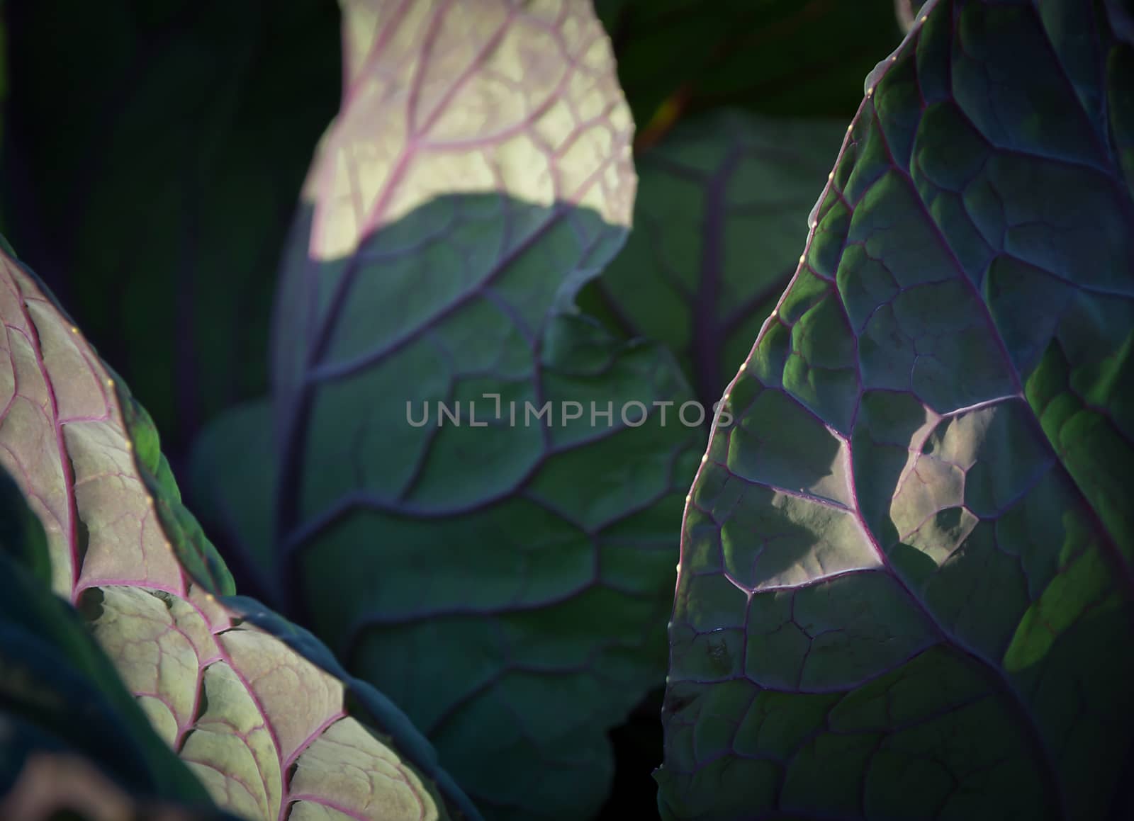 Purple Sprouting Broccoli closeup by ArtesiaWells