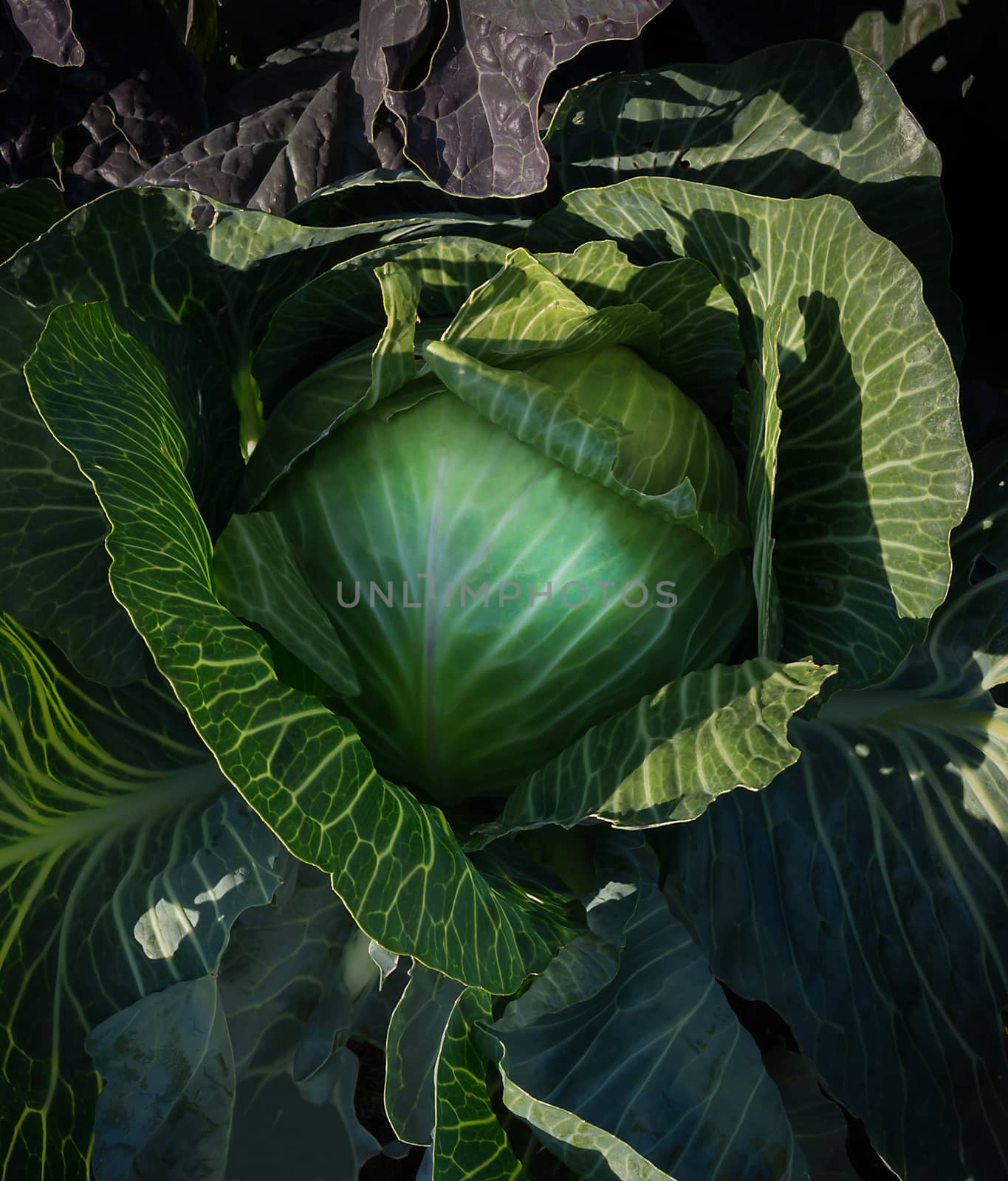 Cabbage closeup Brassica oleracea