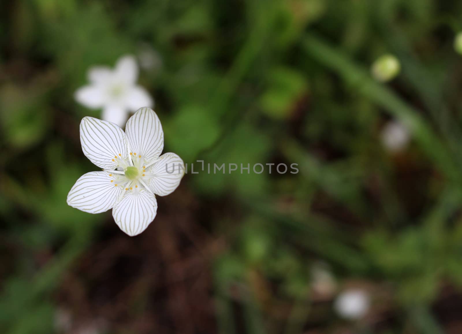 Grass-of-Parnassus Flower blooming in early fall