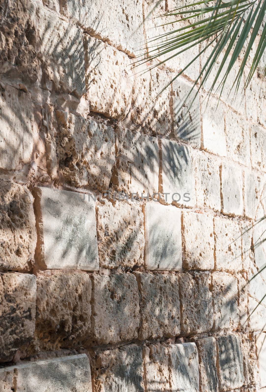 Wall with palm shadows by ArtesiaWells