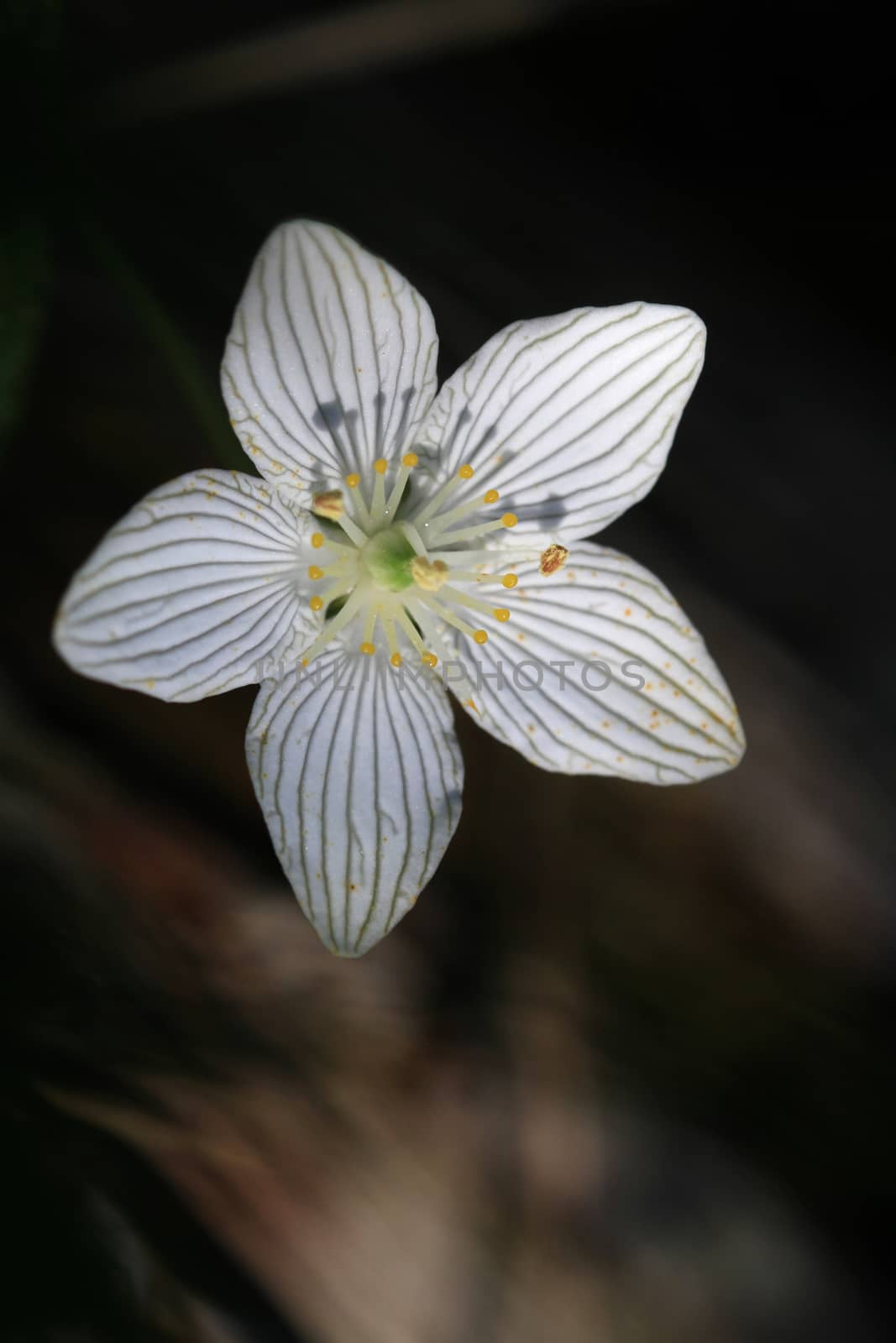 Grass-of-Parnassus Flower blooming in early fall