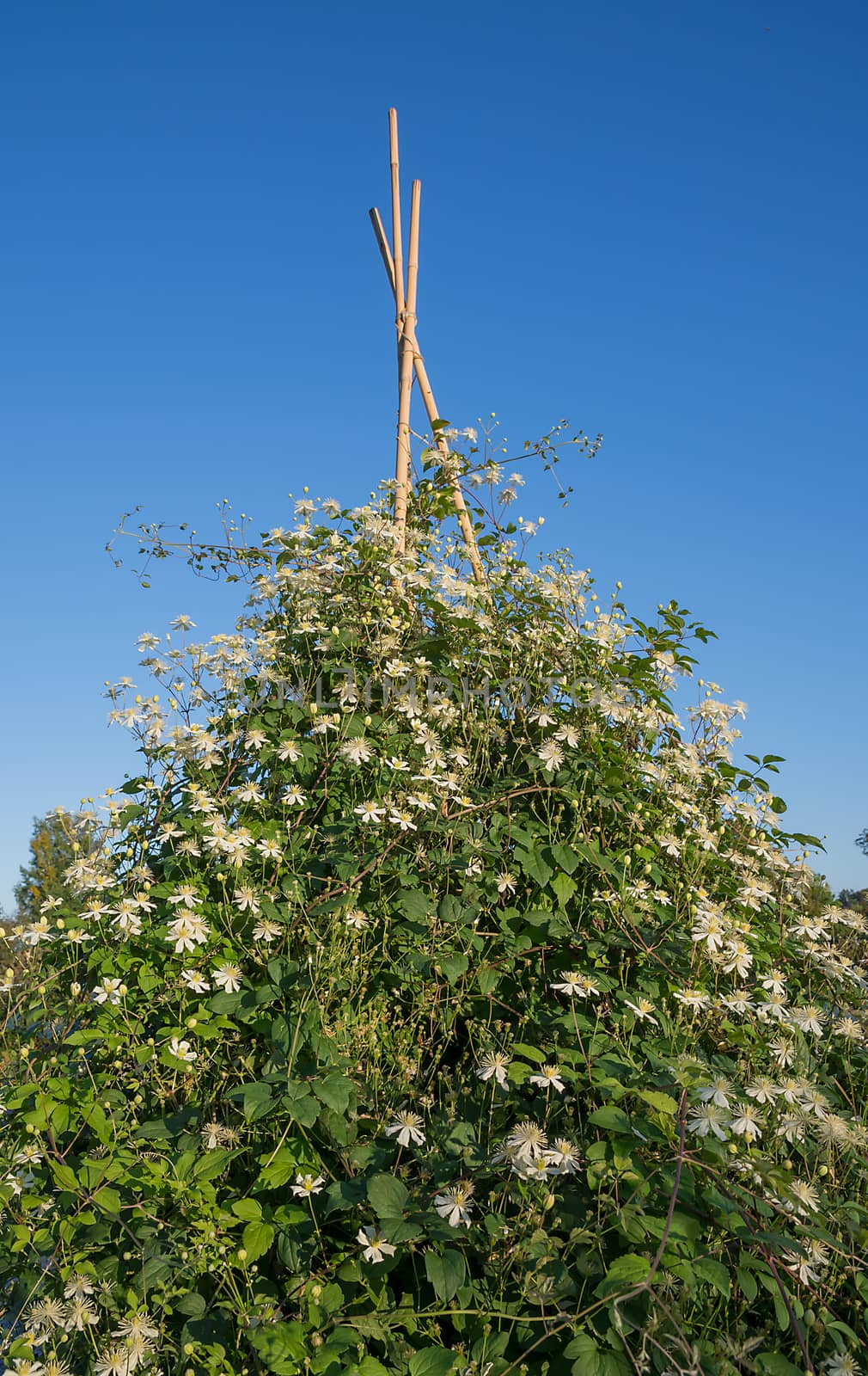 Clematis Alba climbing on support canes.
