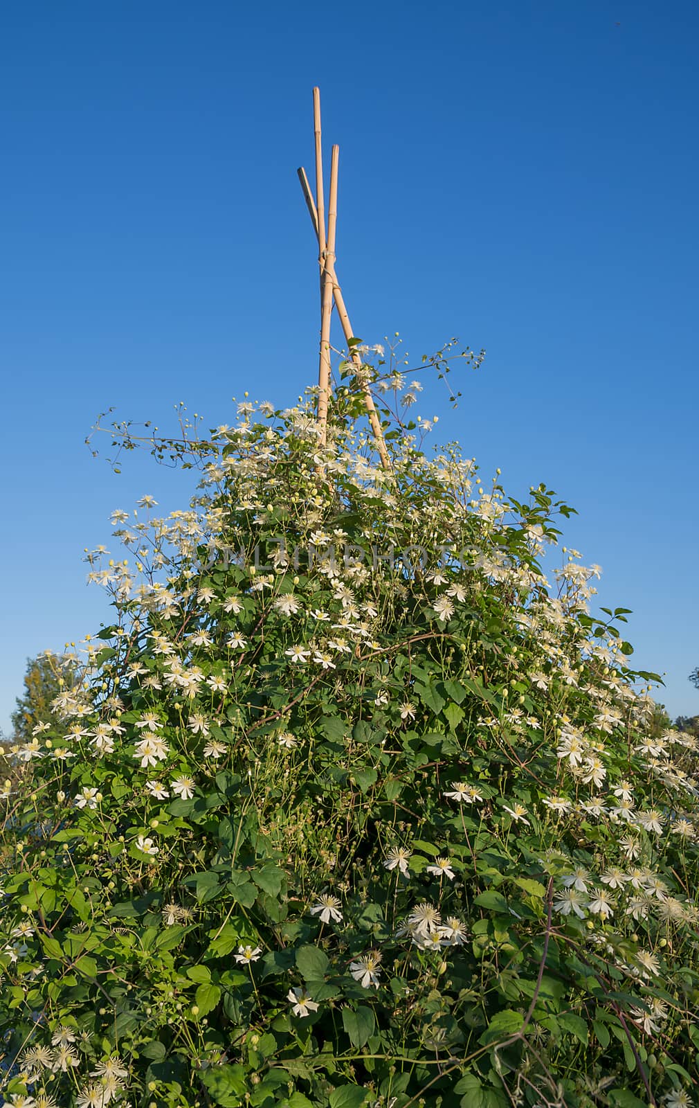 Clematis Alba by ArtesiaWells