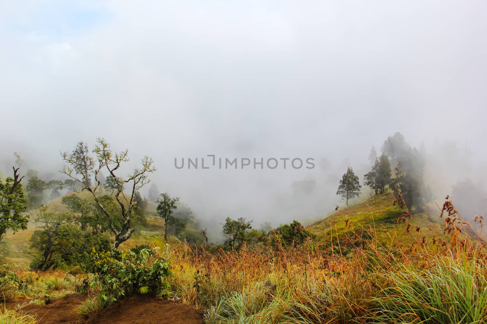 Landscape full of fog and tree on the mountain