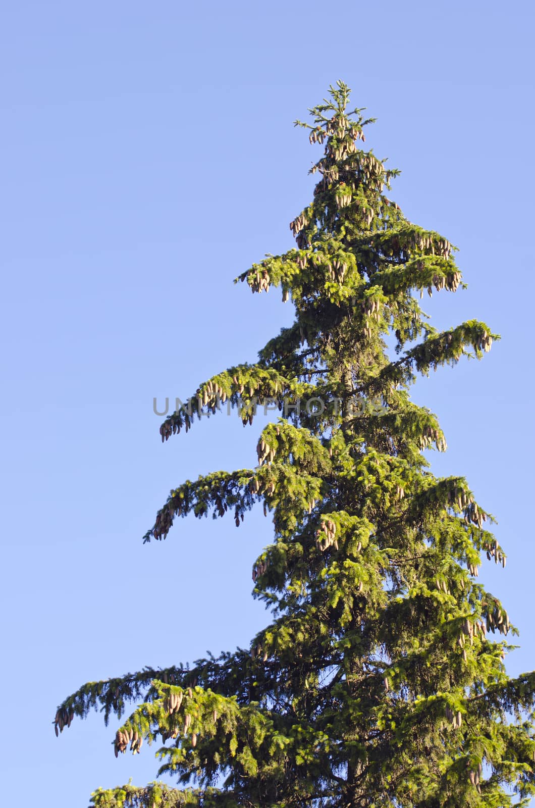 old fir treetop with cones on sky background