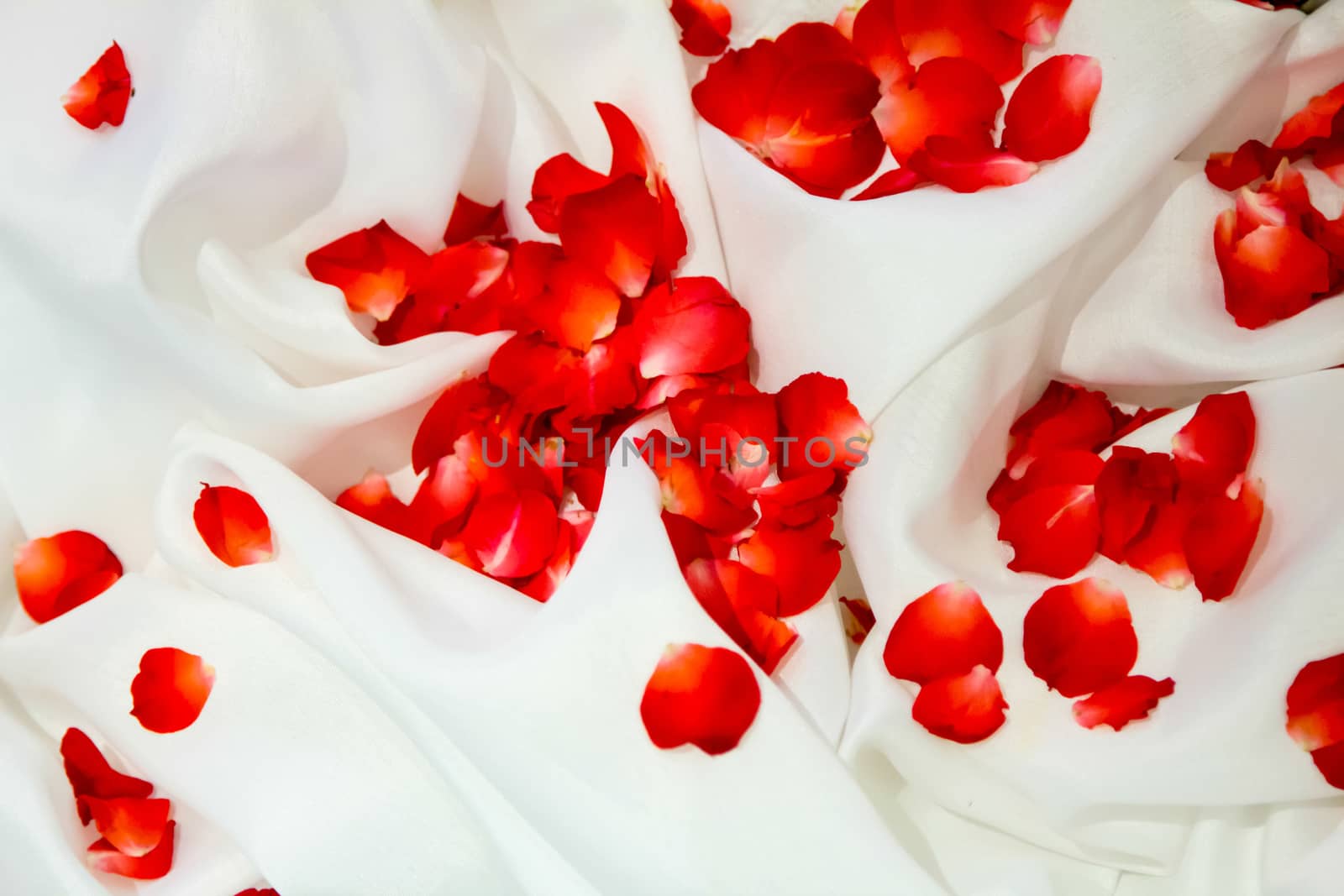 Rose petals on white fabric with background