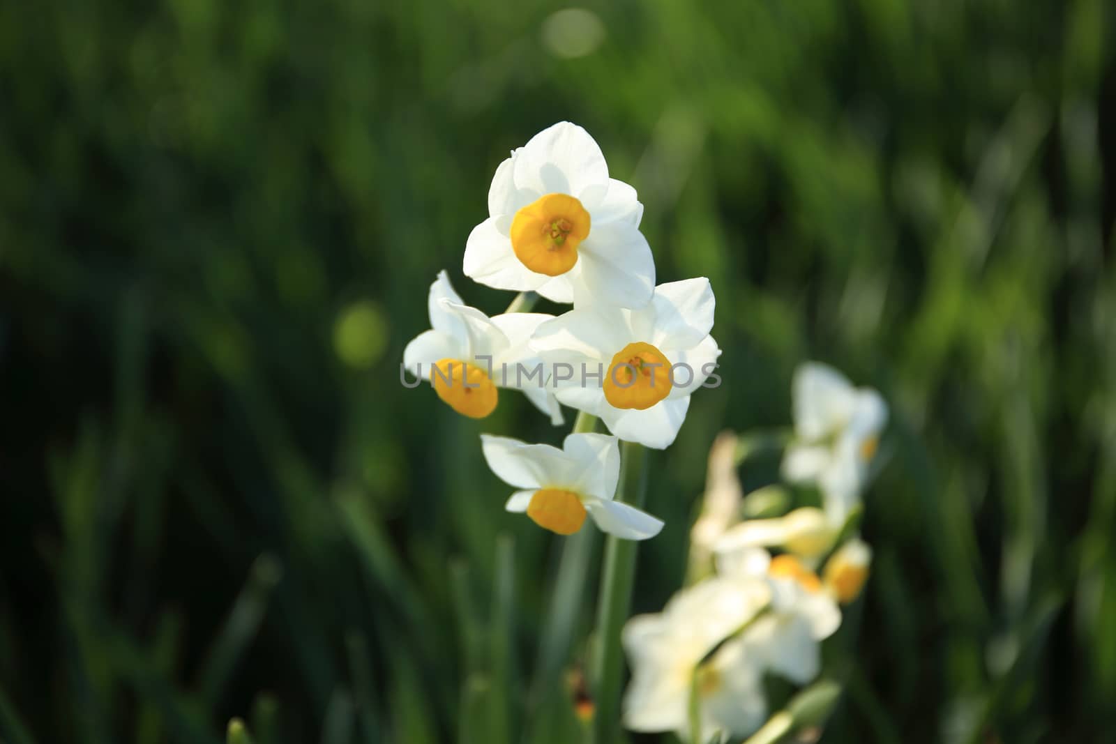 Beautiful narcissus flowers　in spring