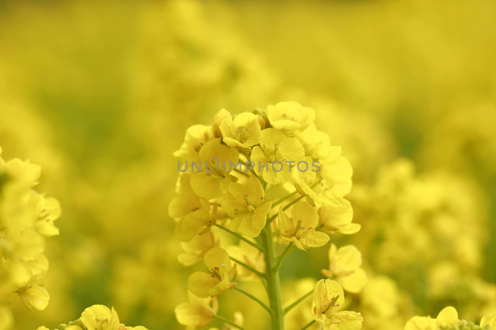 Beautiful Rape blossoms in spring