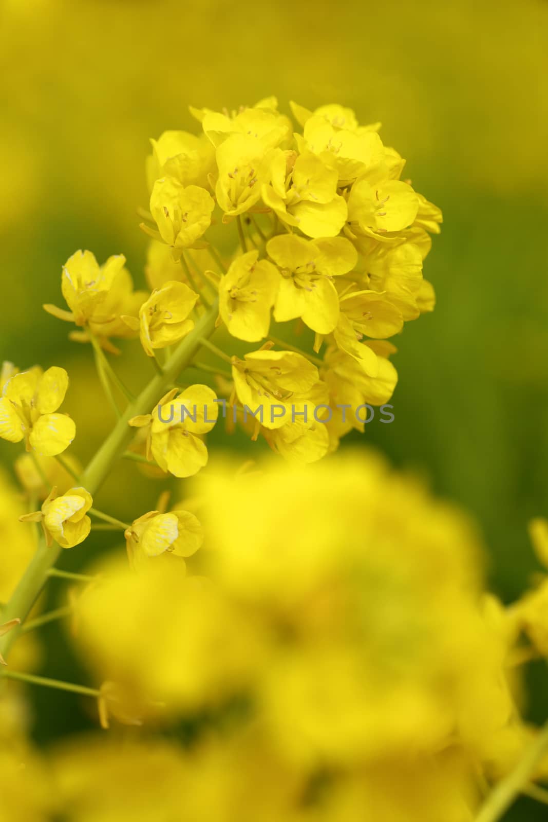 Beautiful Rape blossoms in spring