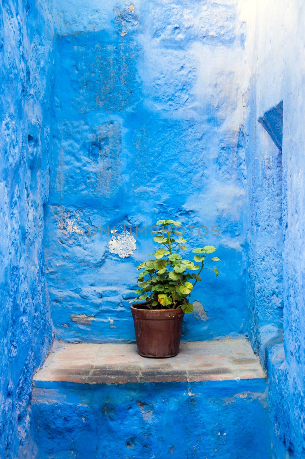 Flower pot in Santa Catalina monastery, in Arequipa