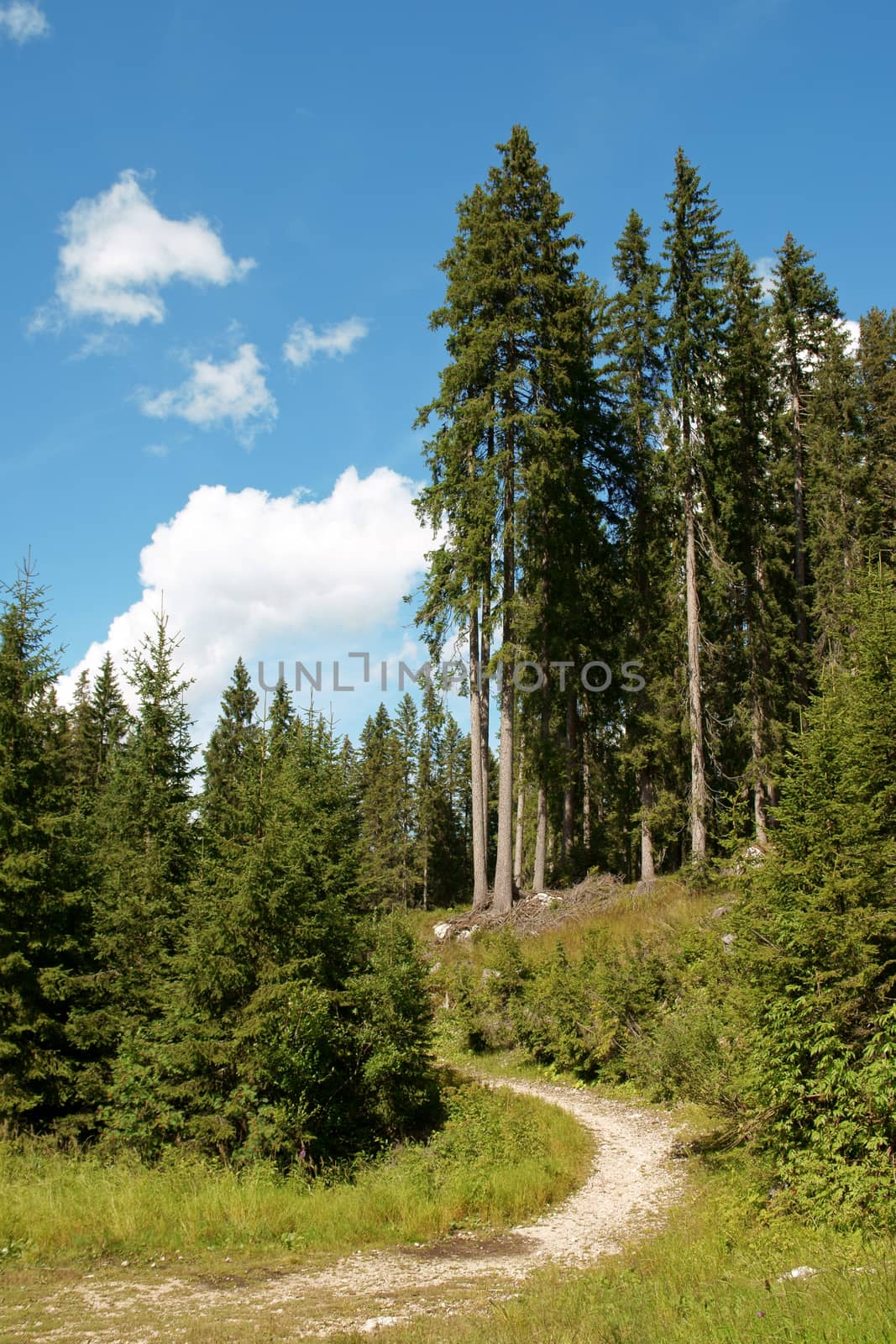 Hiking trail in the forest on Dolomites in Italy