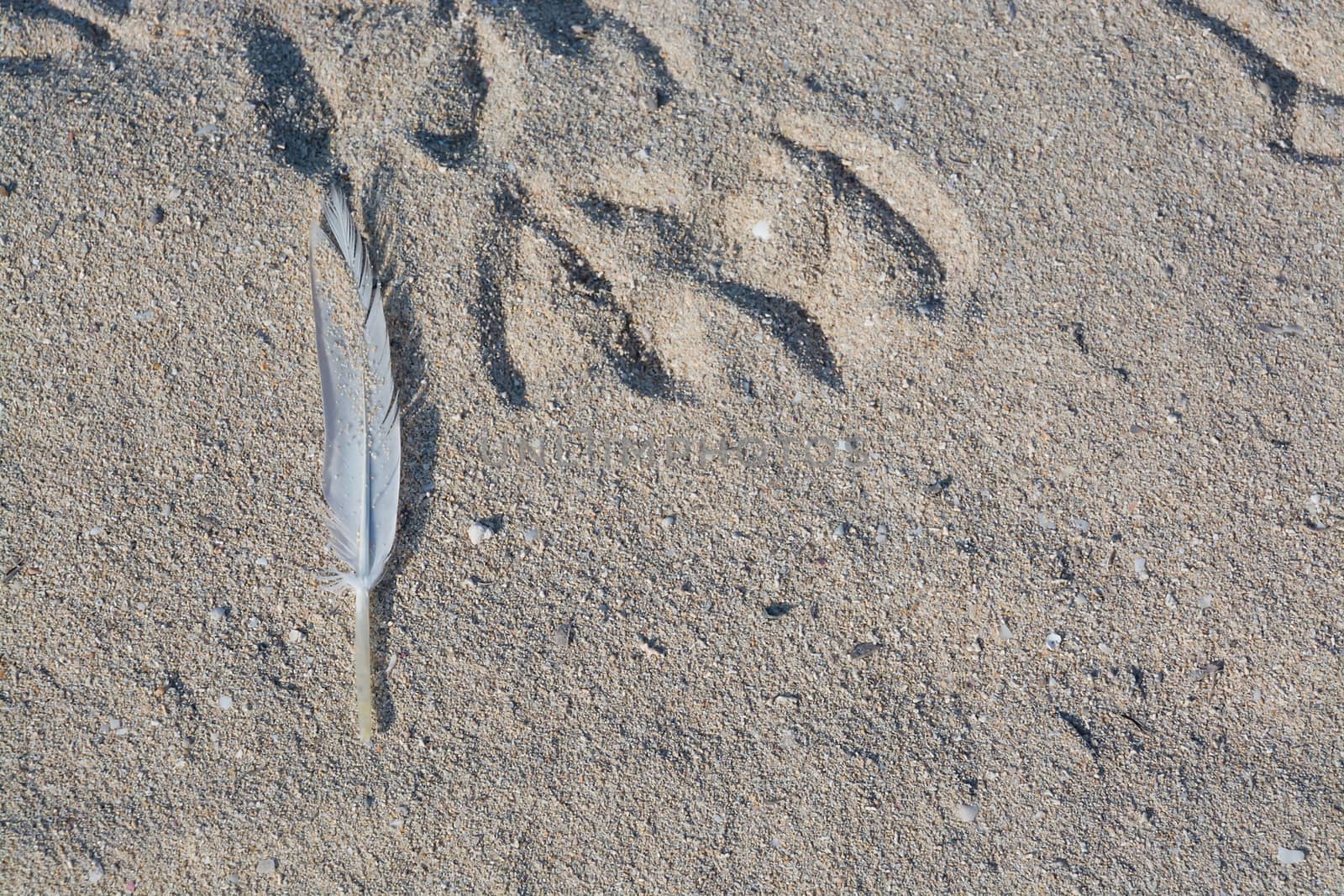 Feather in sand. White feather from a seagull in beach sand.