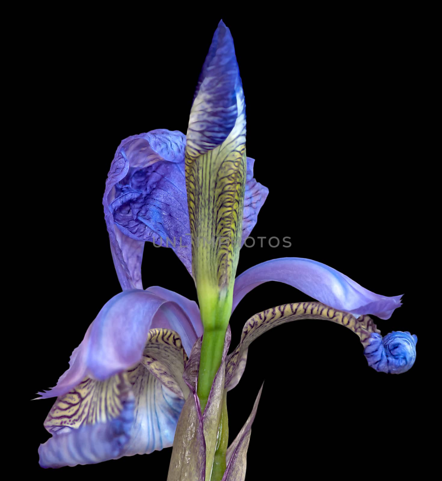 Blue Iris flower isolated on black.