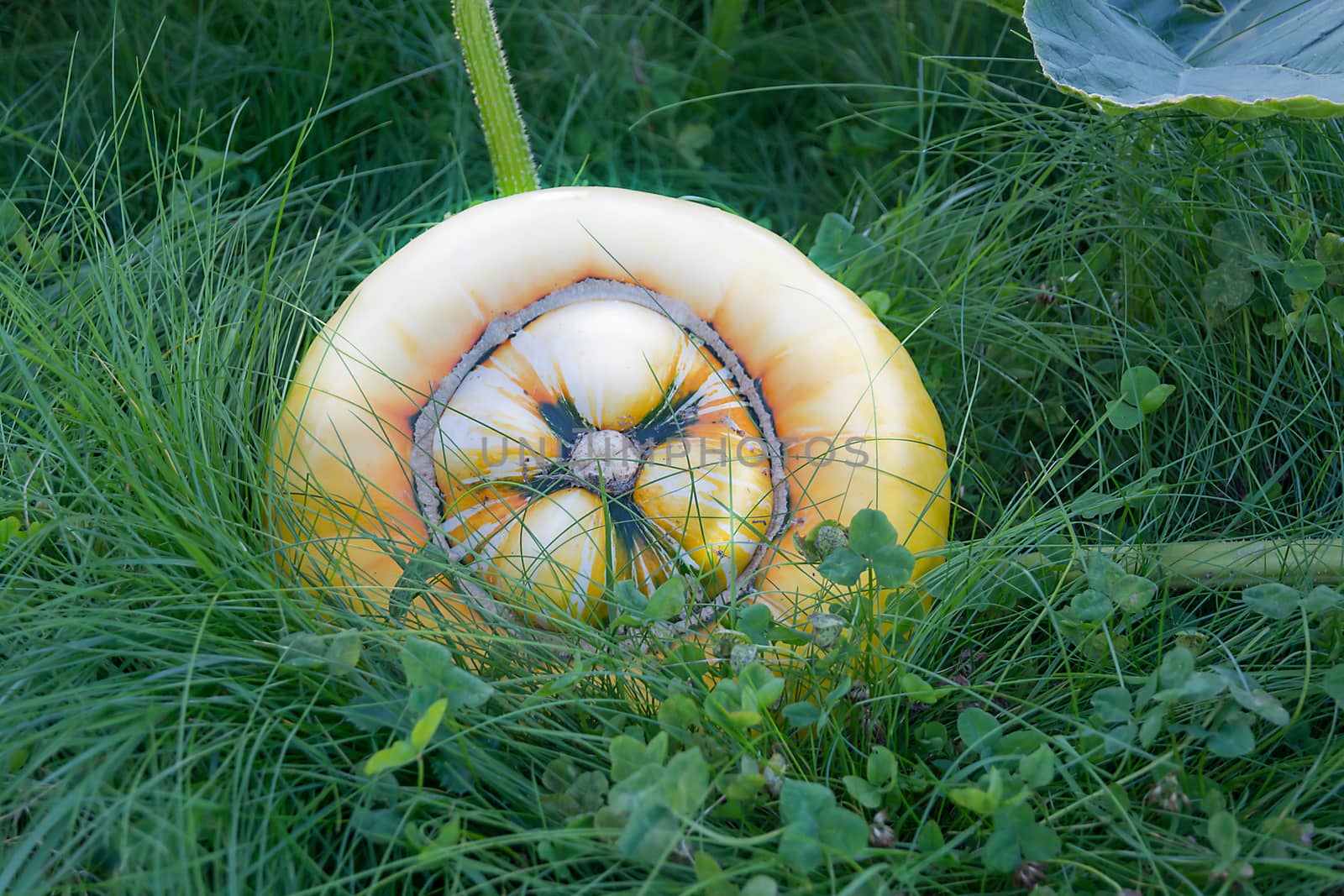 Pumpkin Cucurbita maxima growing in the garden in evening sunlight.