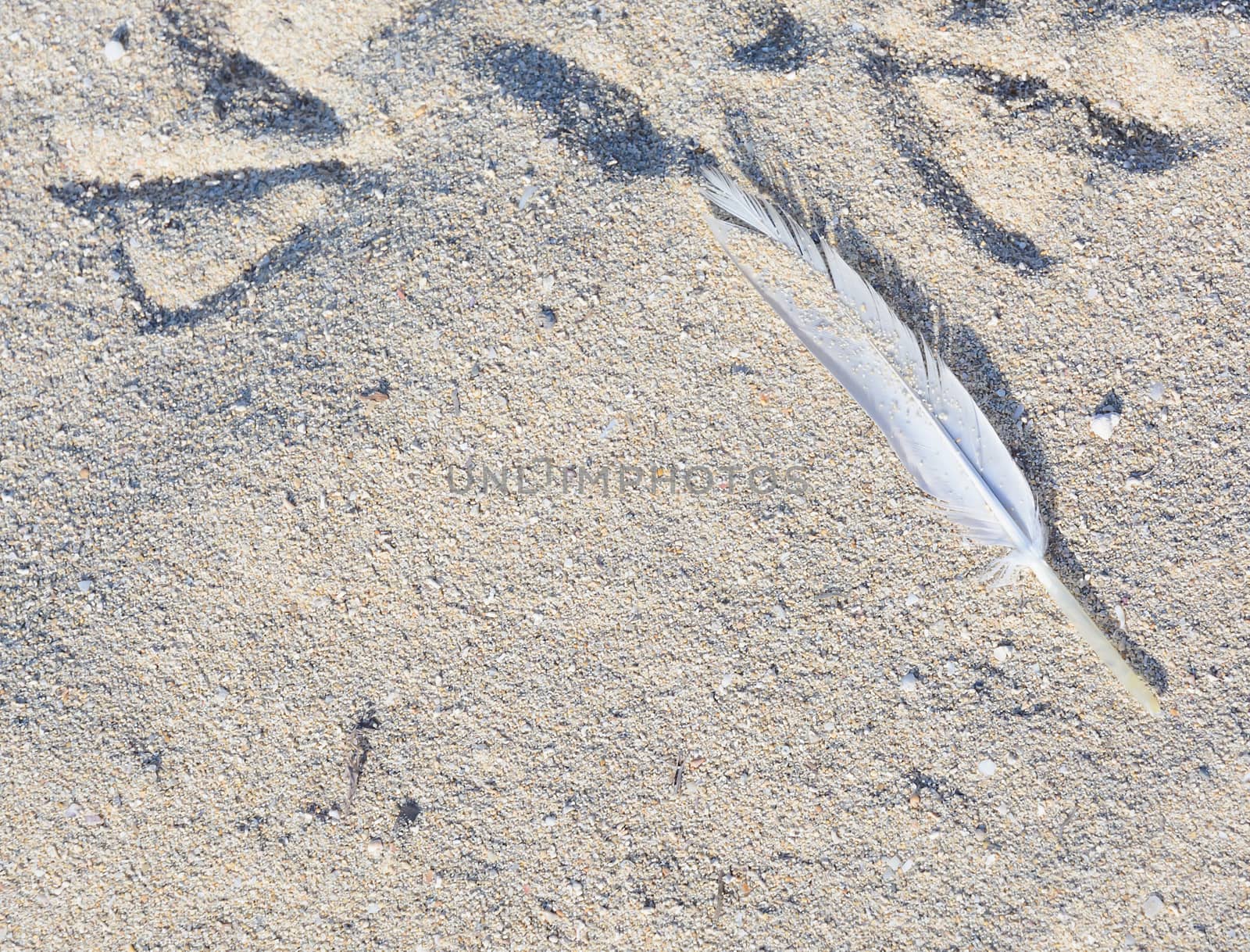 Feather in sand. White feather from a seagull in beach sand.
