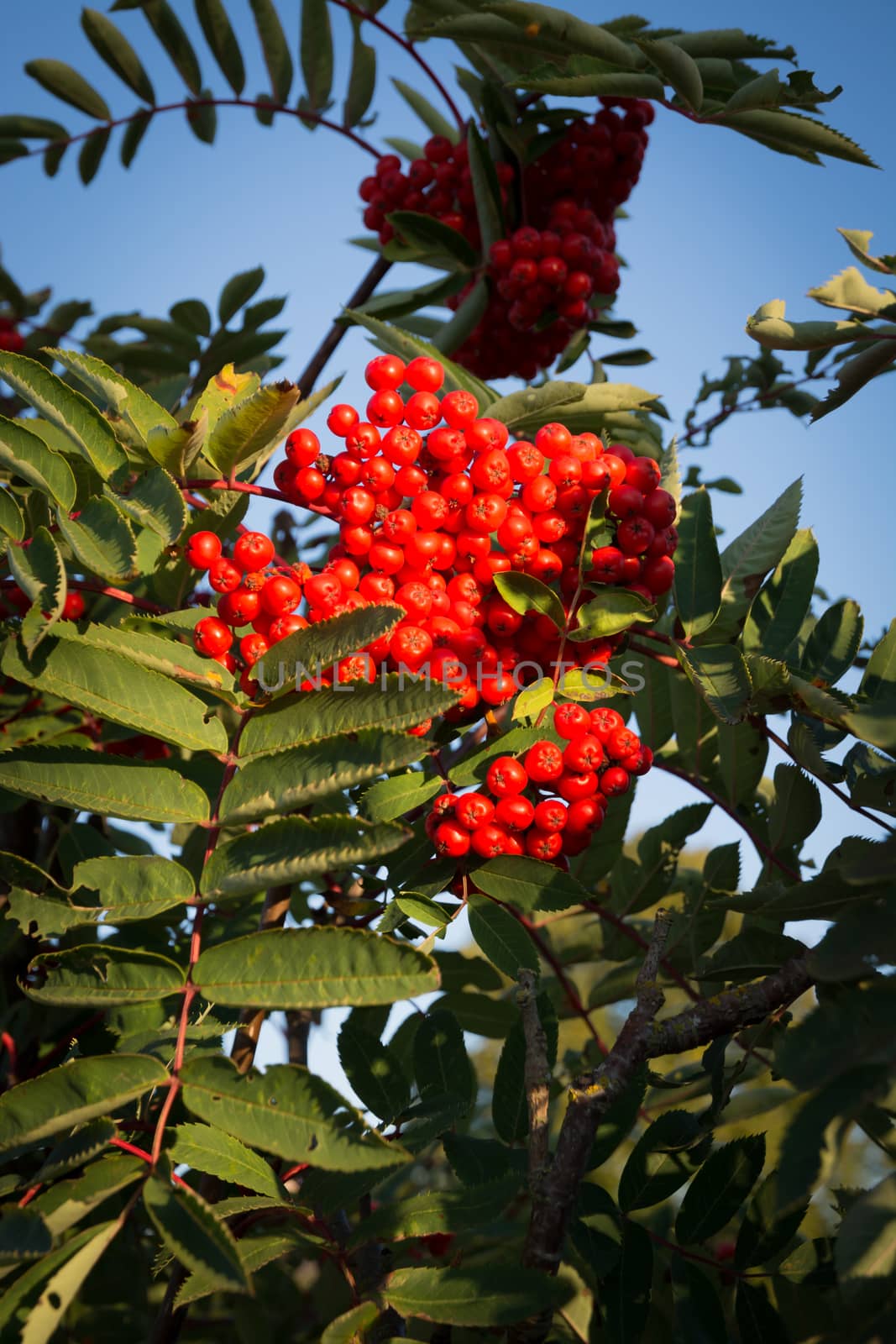 Rowan berries Sorbus aucuparia glow red in September.