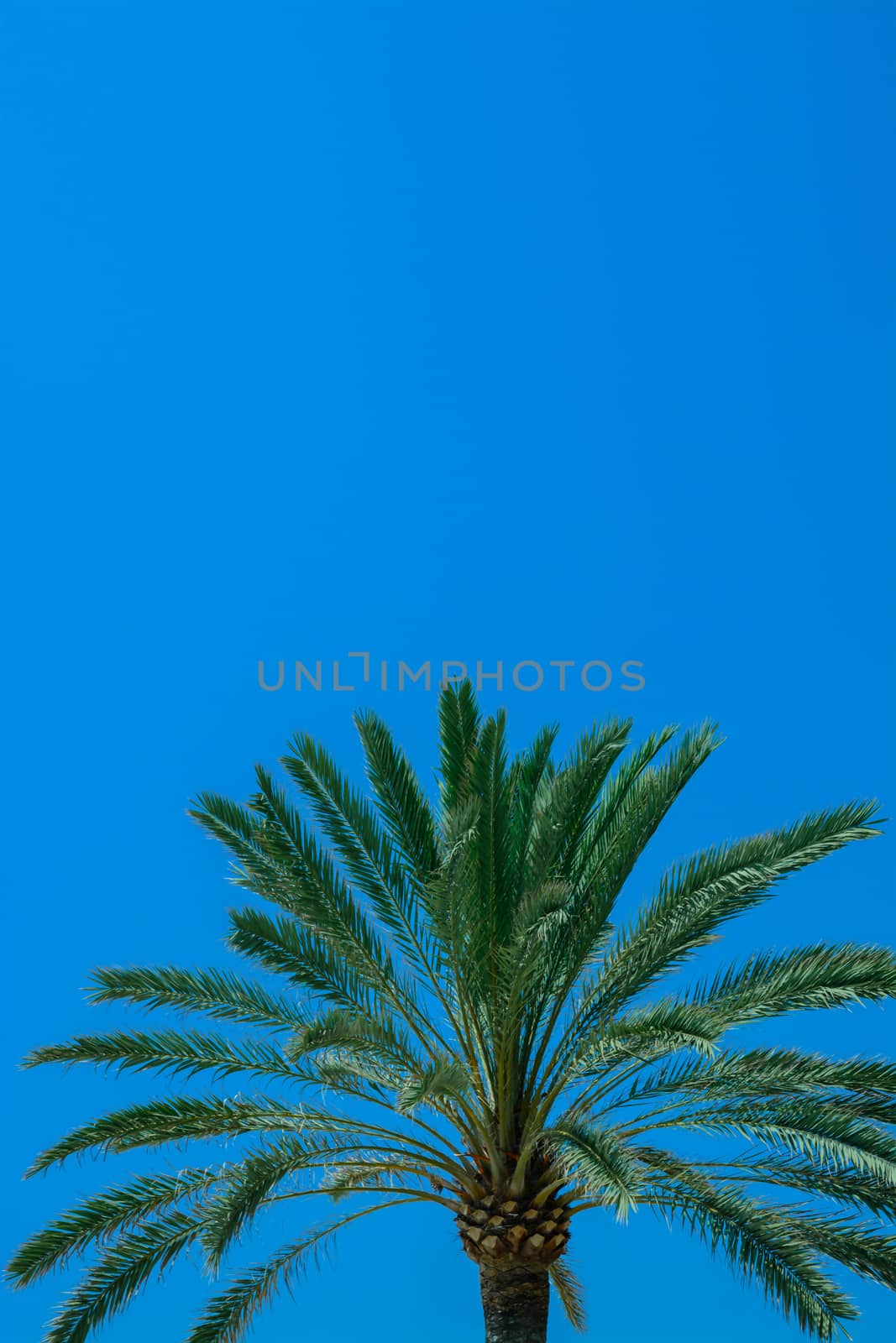 Palm detail blue sky. Close detail of palm tree against clear blue sky. Mallorca, Balearic islands, Spain