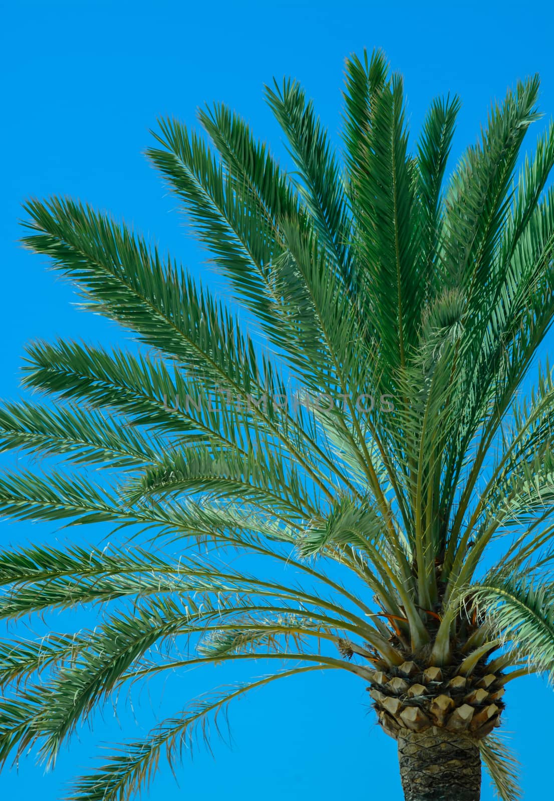 Palm detail blue sky. Close detail of palm tree against clear blue sky. Mallorca, Balearic islands, Spain