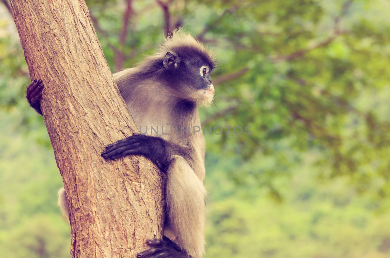Vintage Dusky leaf, Dusky langur, Spectacled langur or Trachypithecus obscurus monkey with black and gray on tree in wilds, Thailand