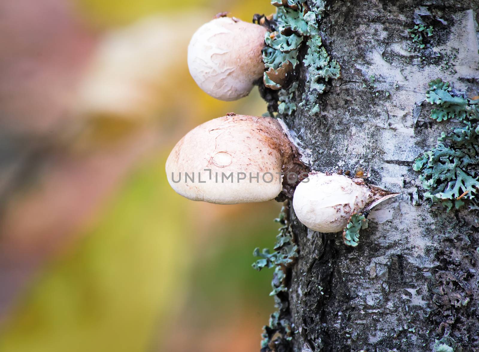 Tinder fungus grows on birch. by georgina198