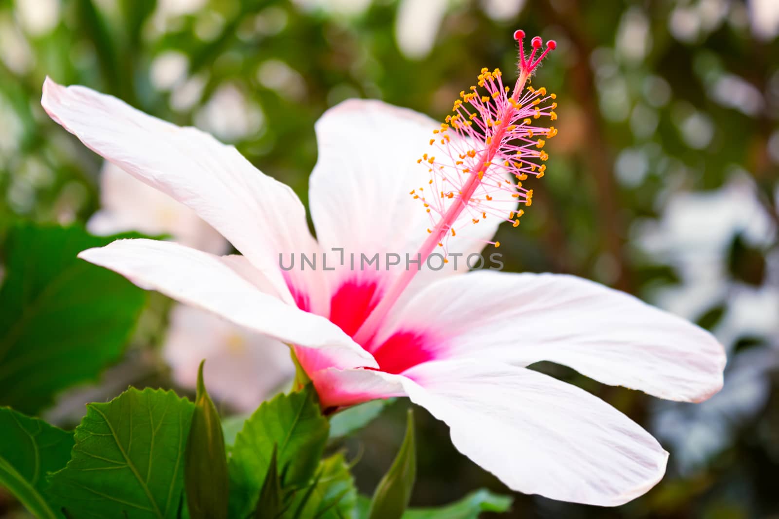 Beautiful large pink and white hibiscus flower. by georgina198