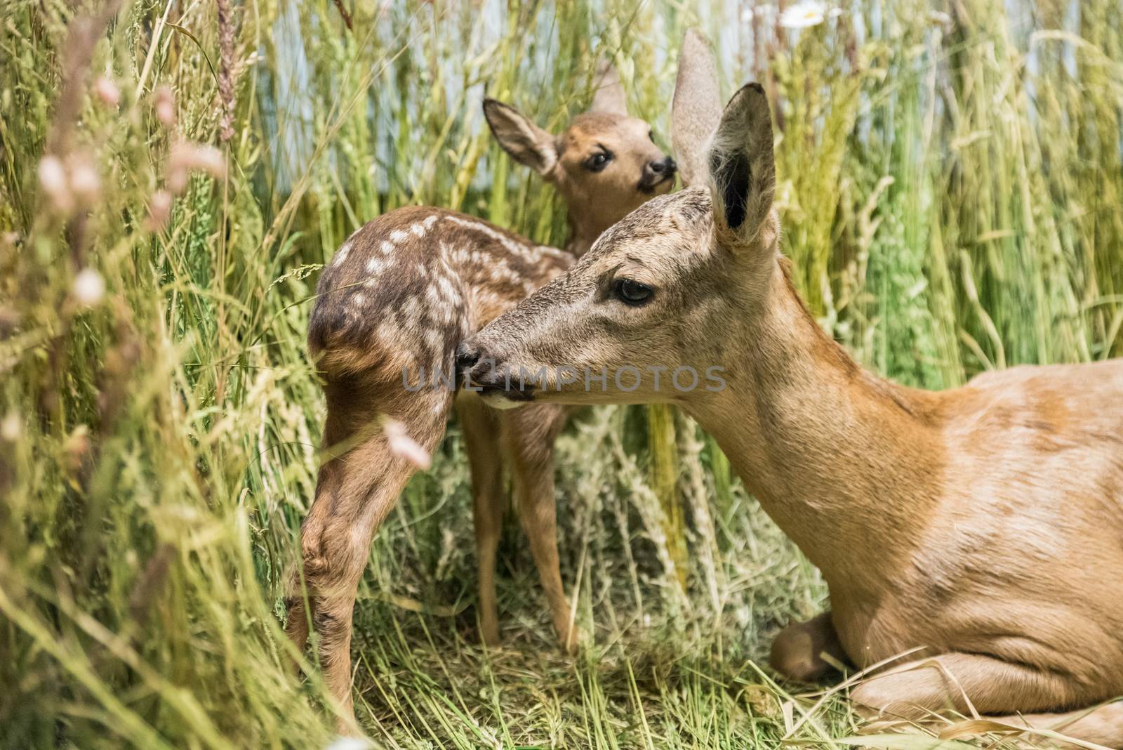 Close up of a deer family in the grass