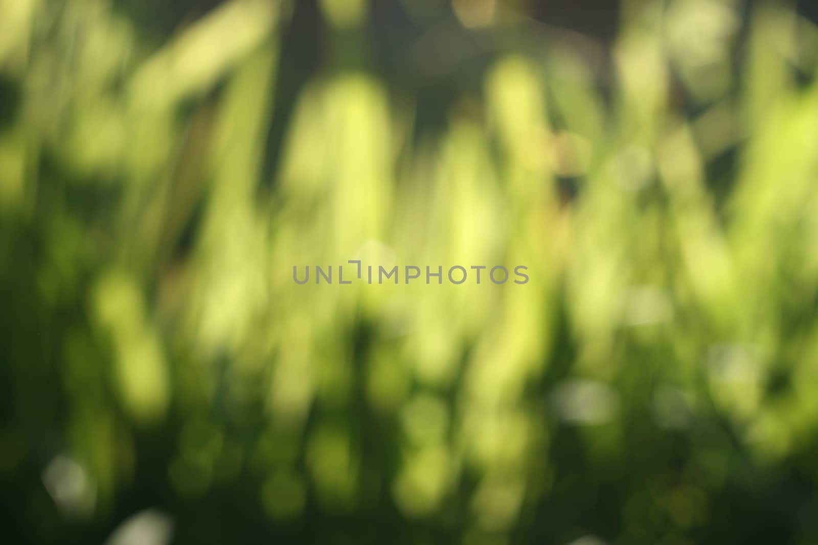 Abstract nature green blur background from leaf