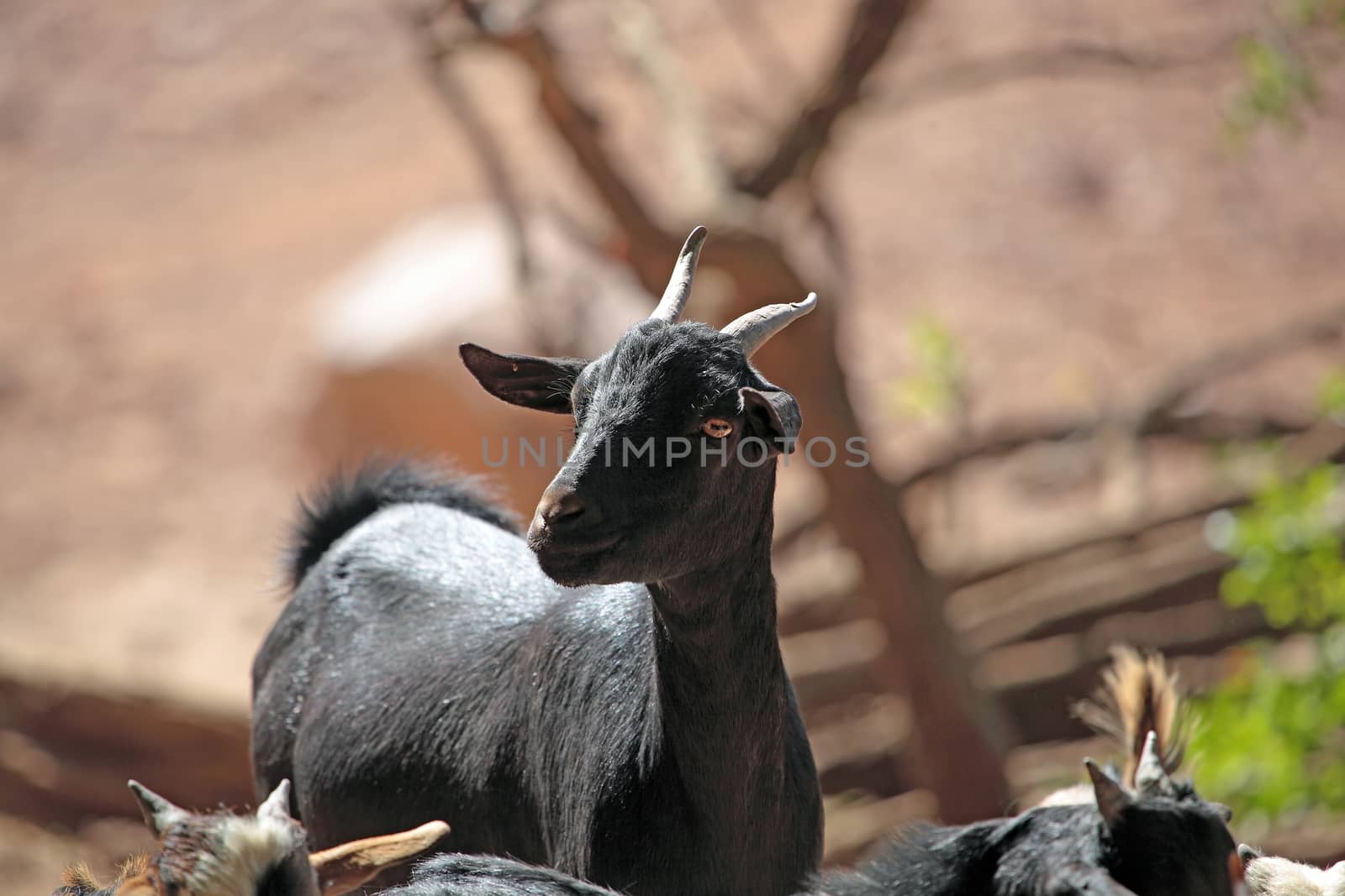 Goat on a waterhole