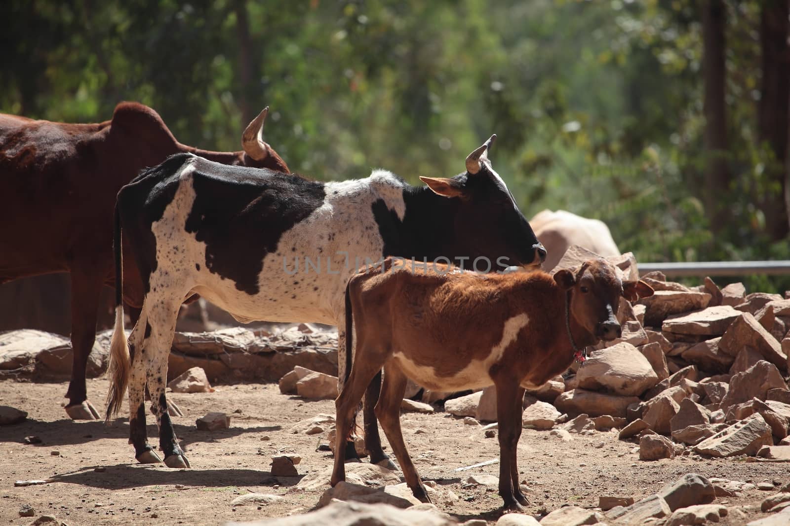 Cows on a waterhole