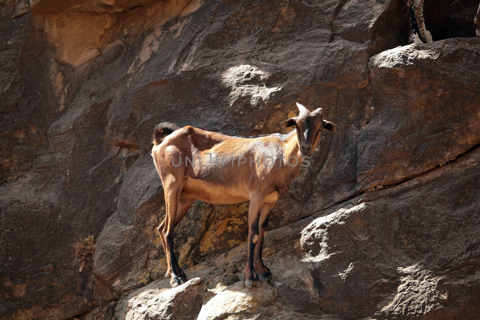 Goat in a cliff