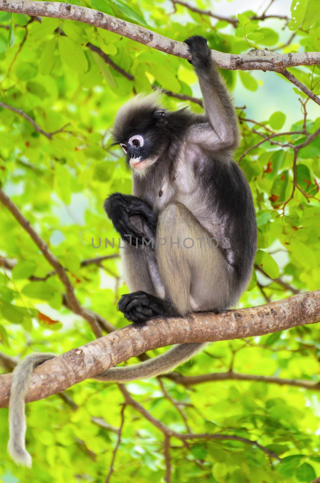 Dusky leaf, Dusky langur, Spectacled langur or Trachypithecus obscurus monkey with black and gray on tree in wilds, Thailand