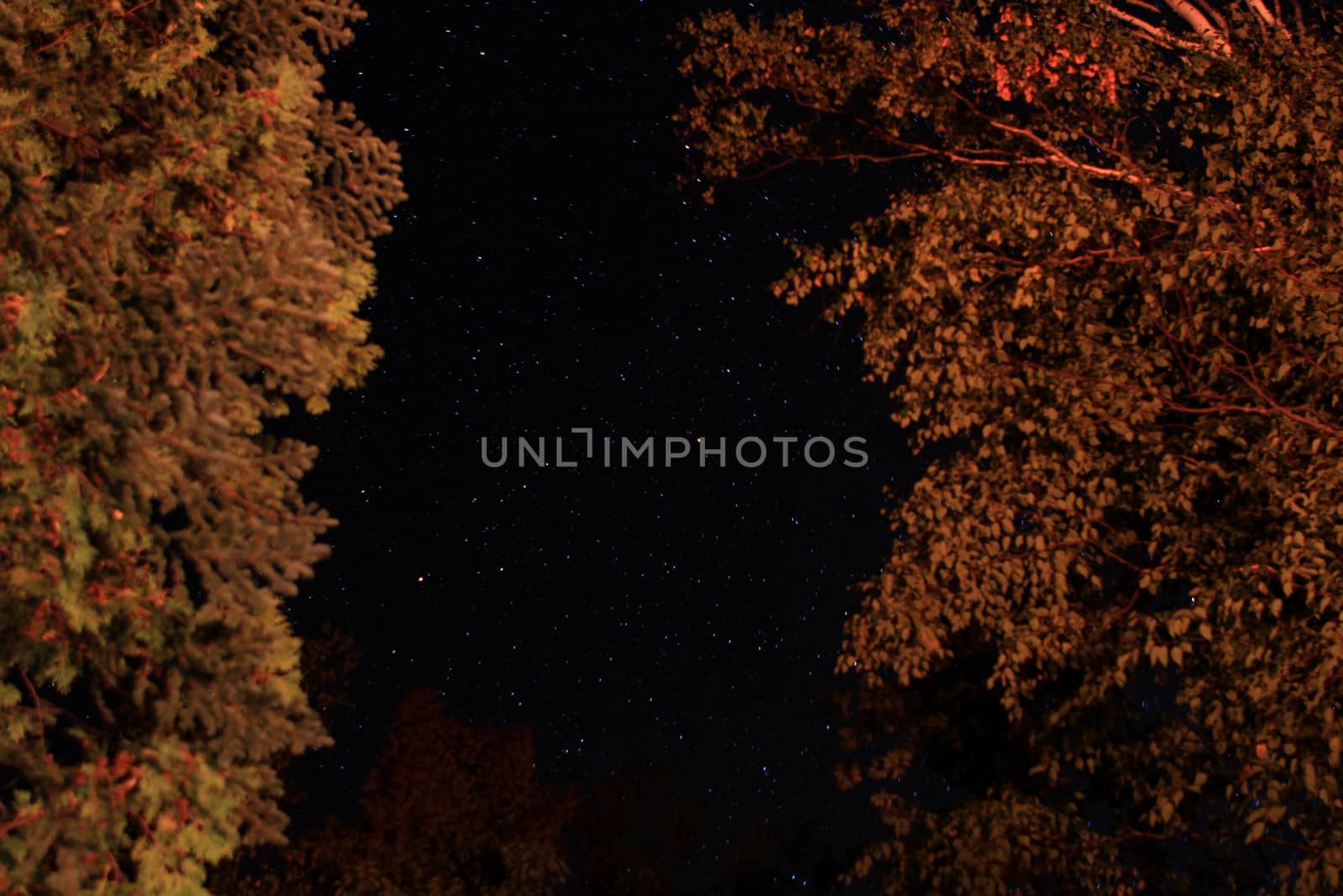 The Stars between two trees early fall