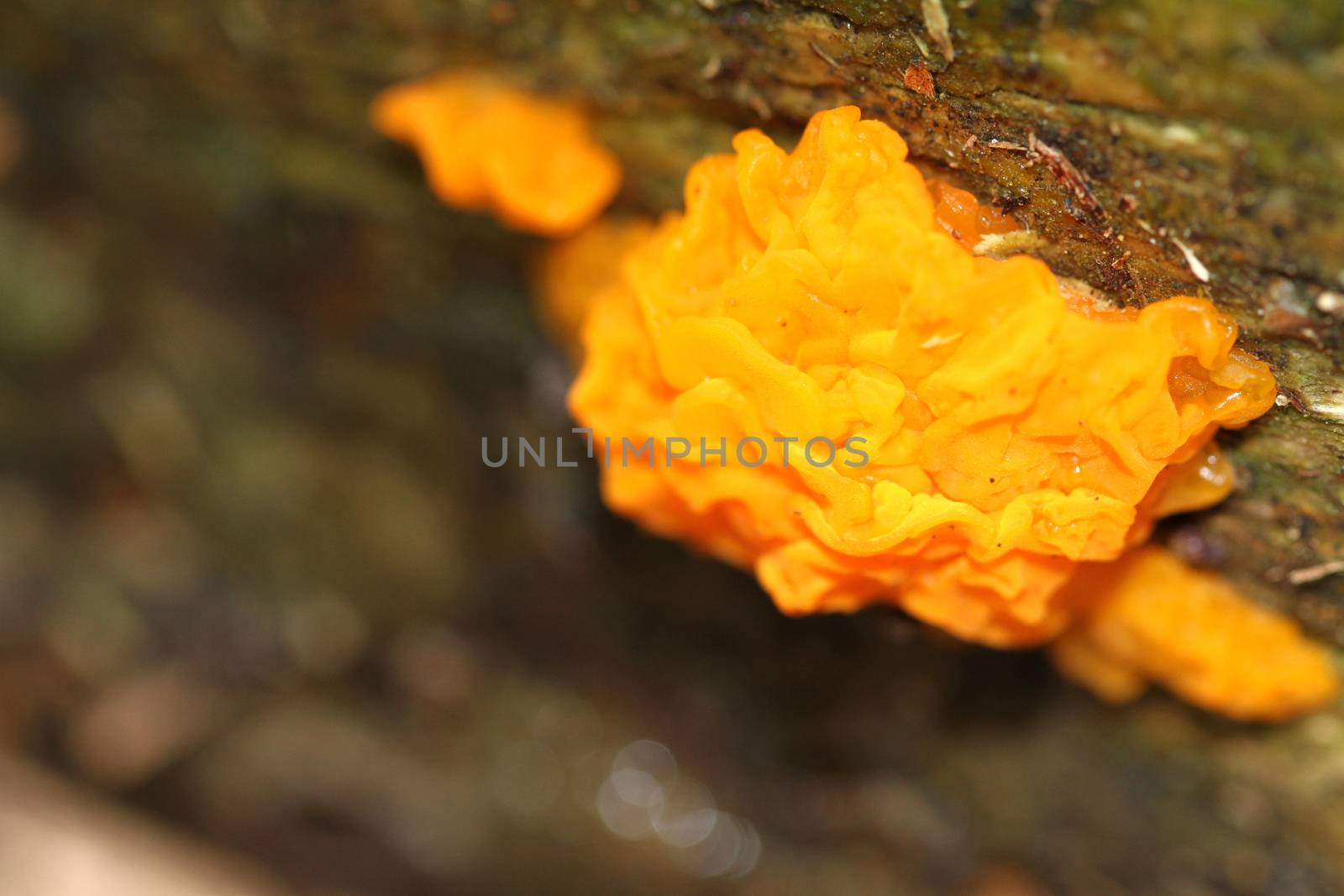 Yellow Brain Fungus early fall on dead wood