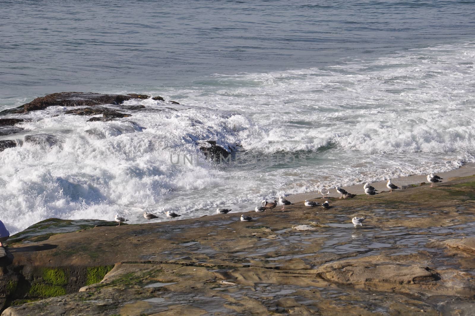 WindanSea Beach in La Jolla, California by sainaniritu