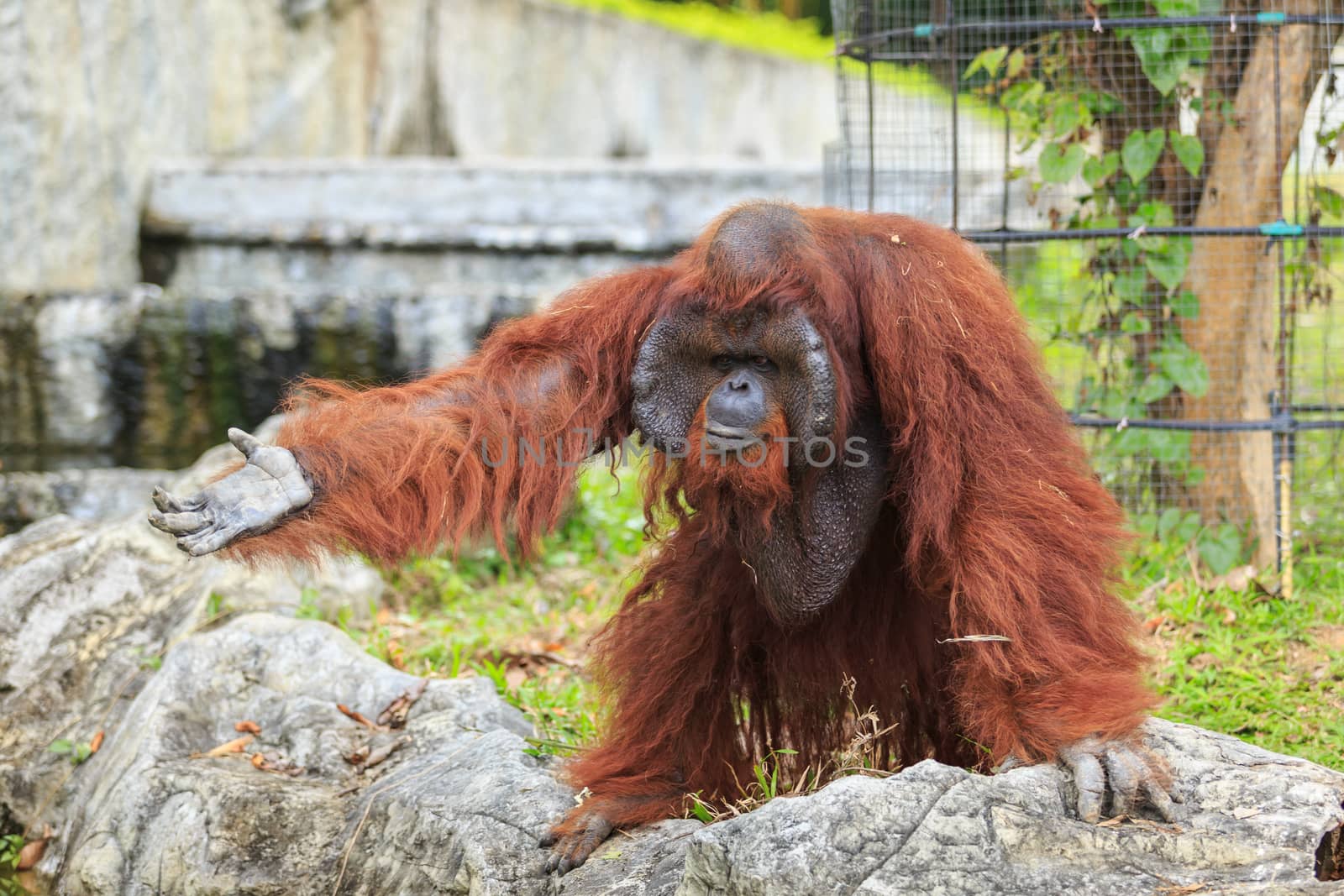 Orangutan in Zoo by papound