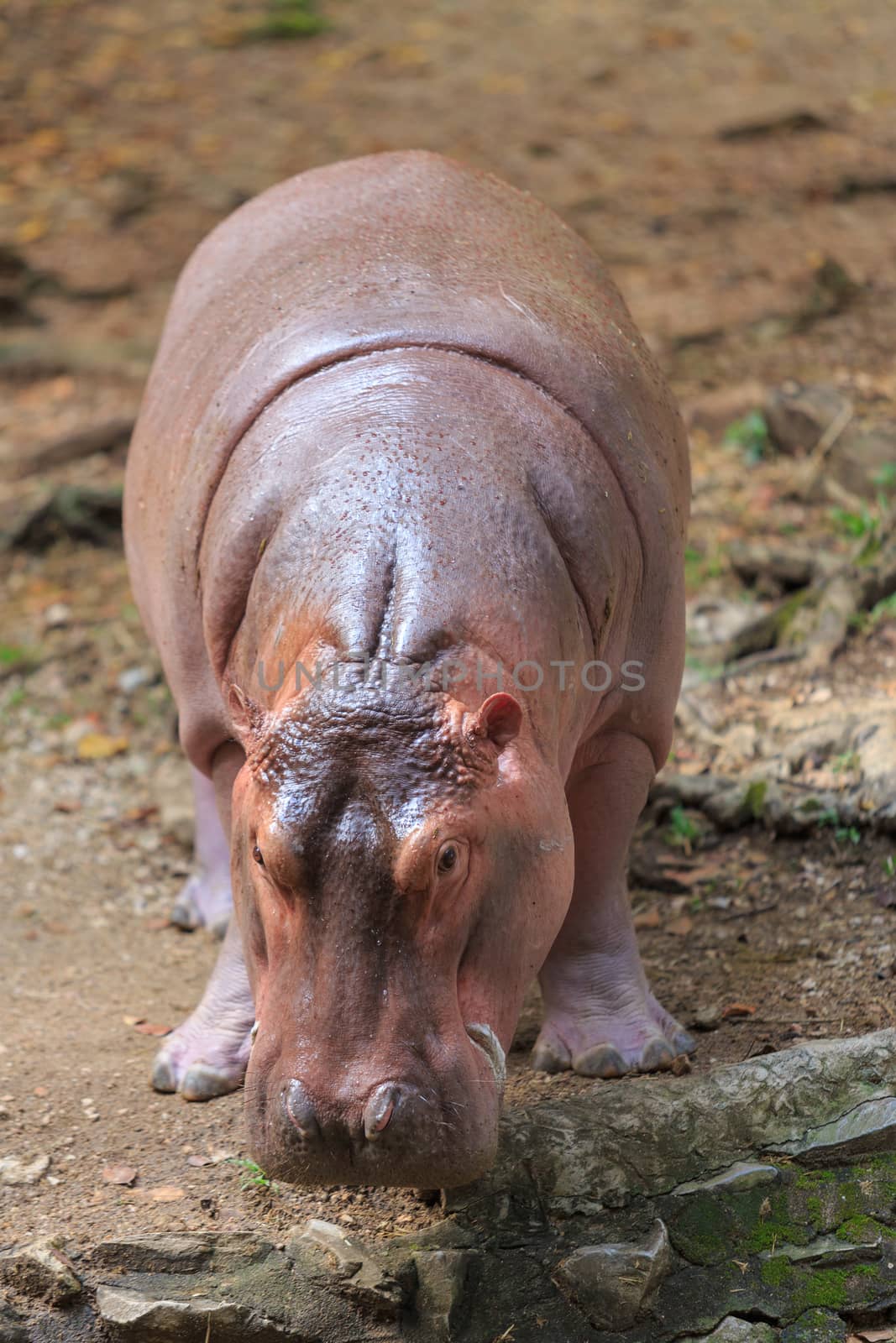 Hippopotamus in zoo by papound