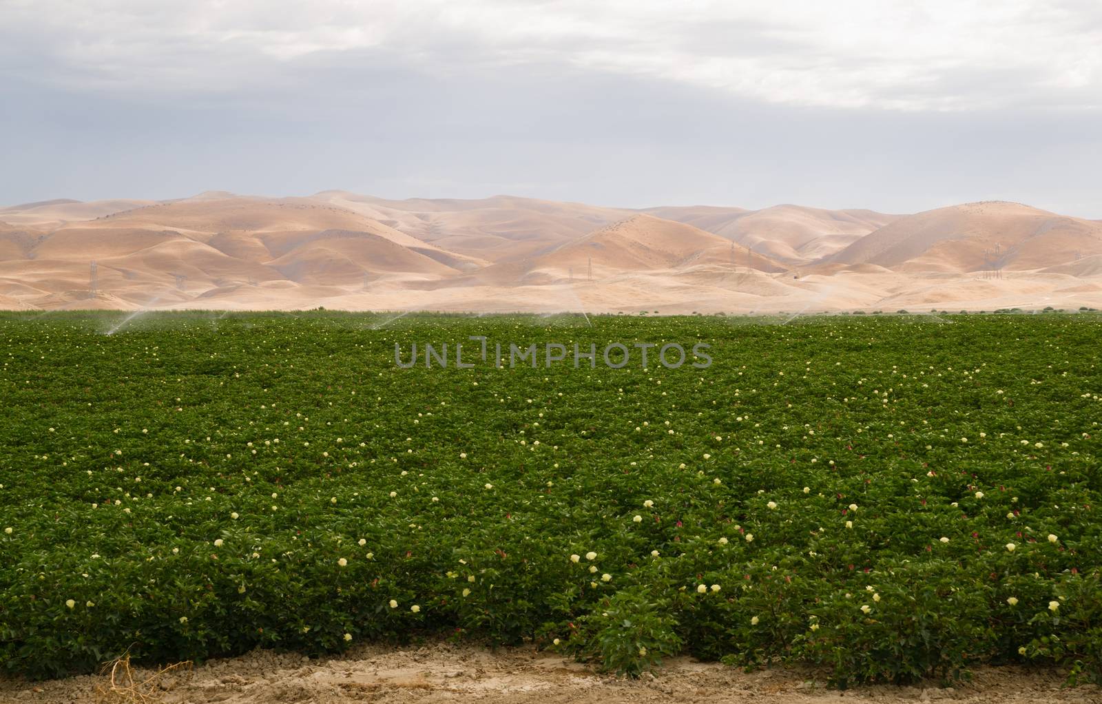 Lush Farm Field Plant Irrigation California Agriculture by ChrisBoswell