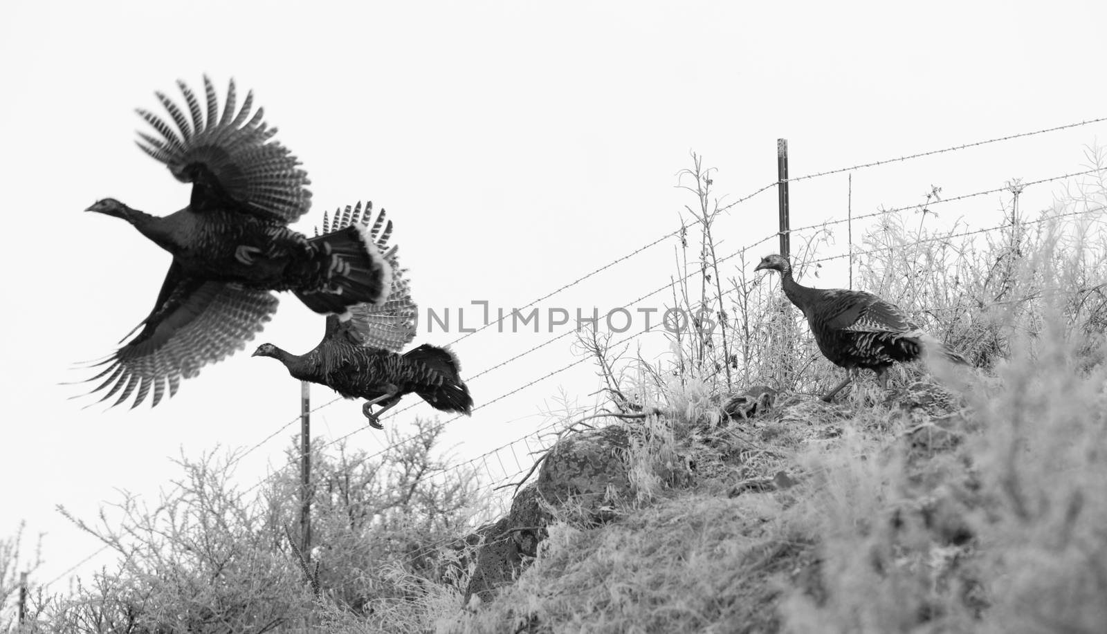 Game birds fly in a wintery landscape