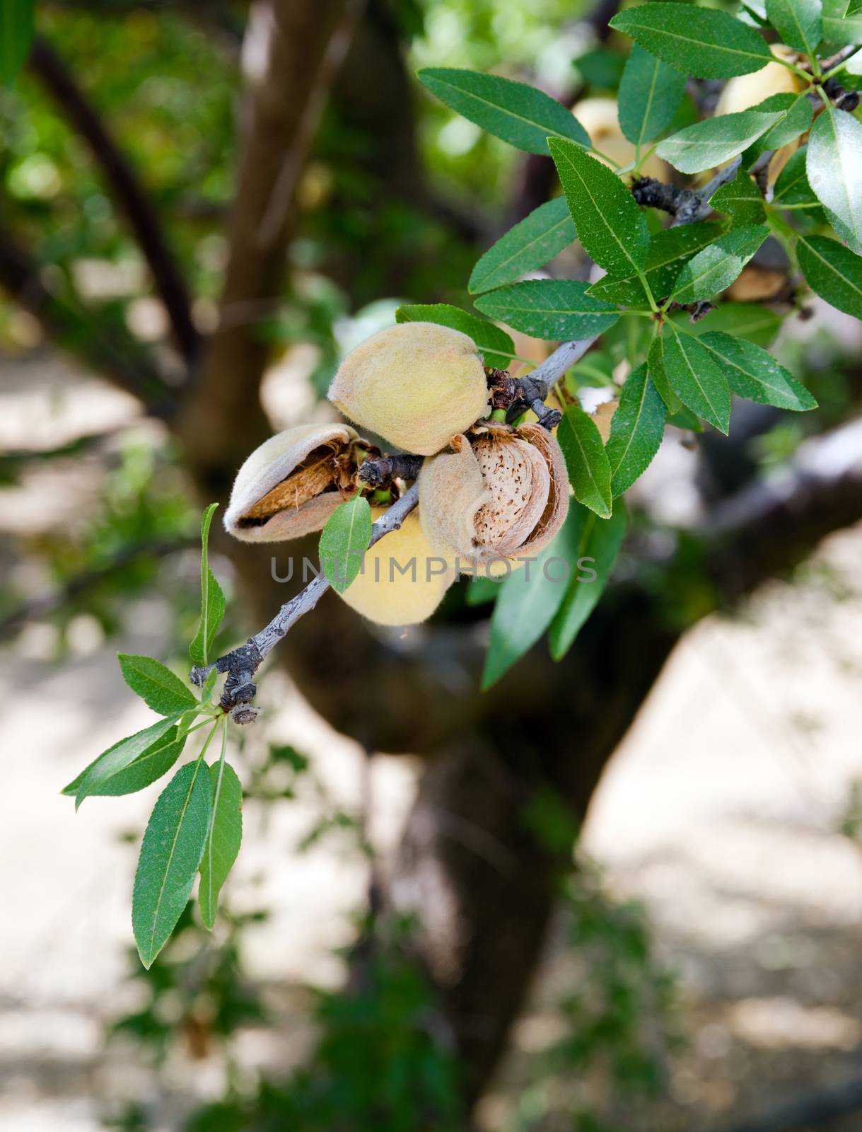 Almond Nuts Tree Farm Agriculture Food Production Orchard Califo by ChrisBoswell