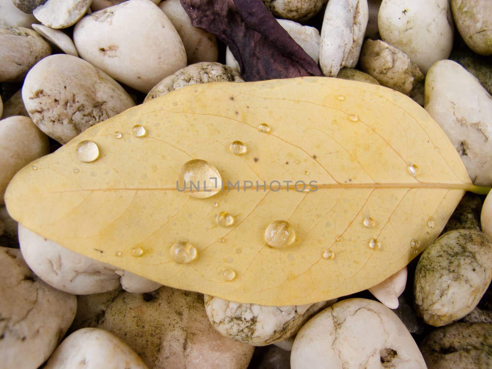 Water drop on yellow leaf by iampuay