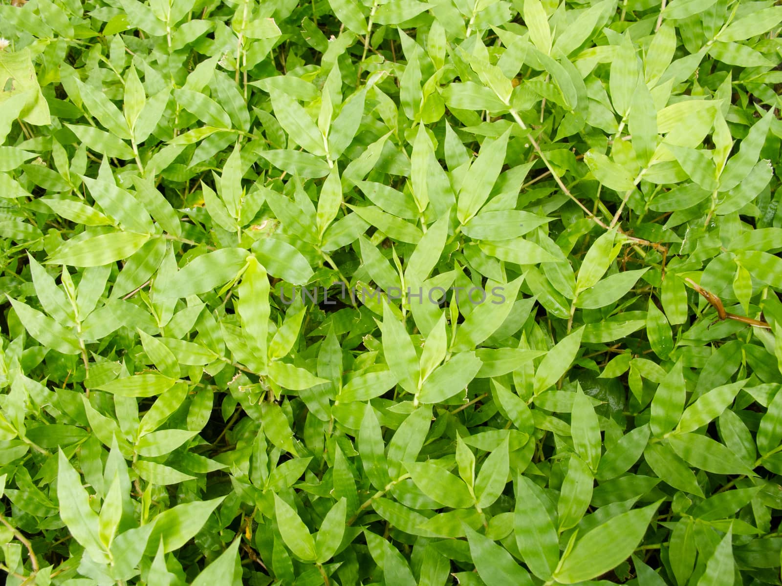 Pattern of green grasses as background by iampuay