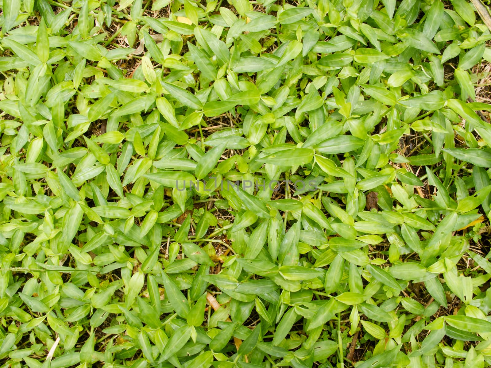 Pattern of green grasses as background by iampuay