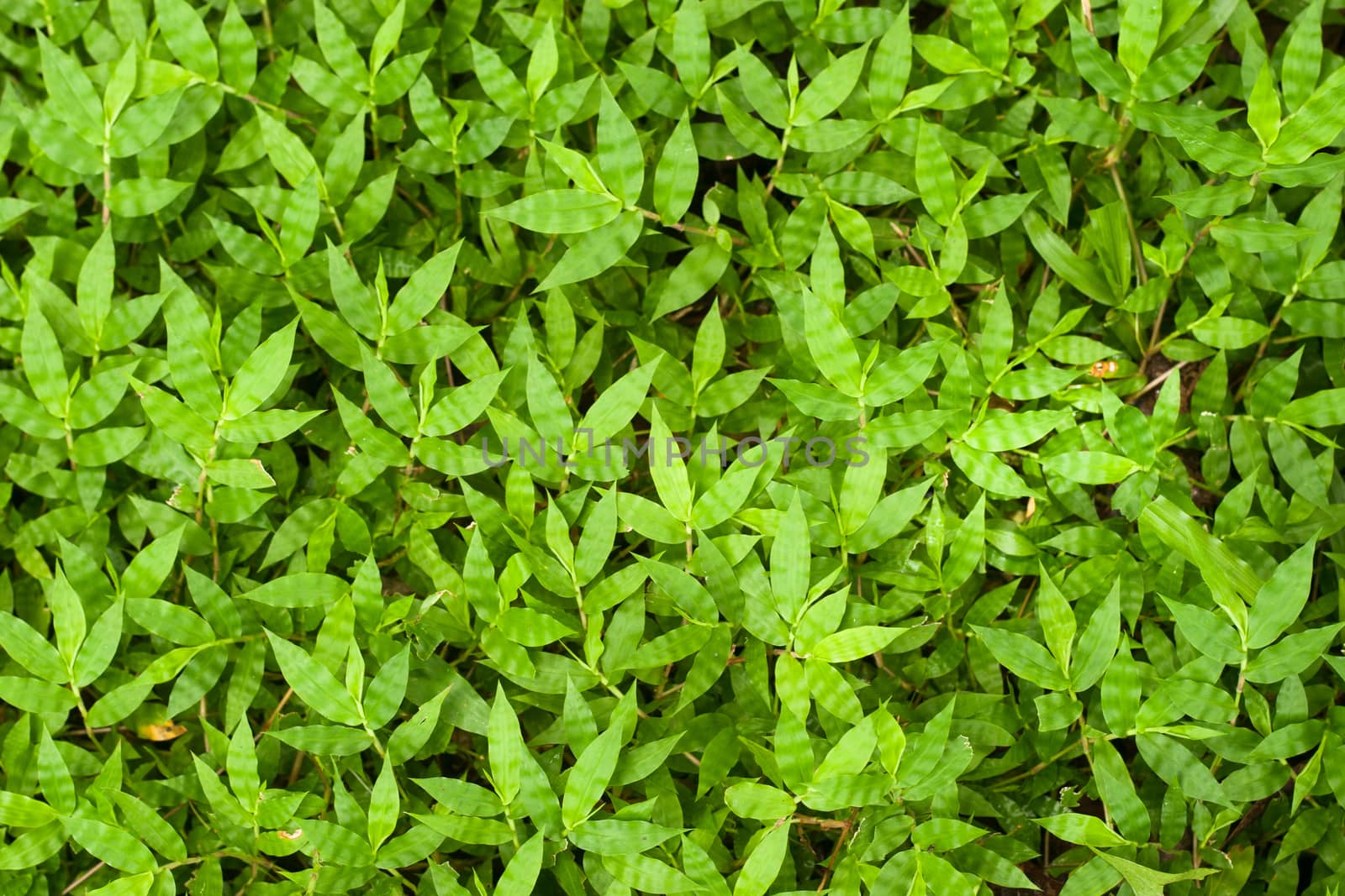 Pattern of green weed grasses as background