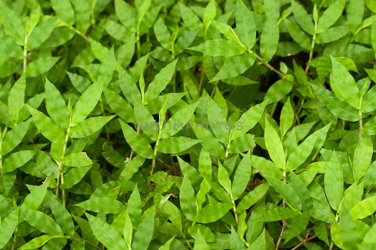 Fresh green grasses on ground by iampuay