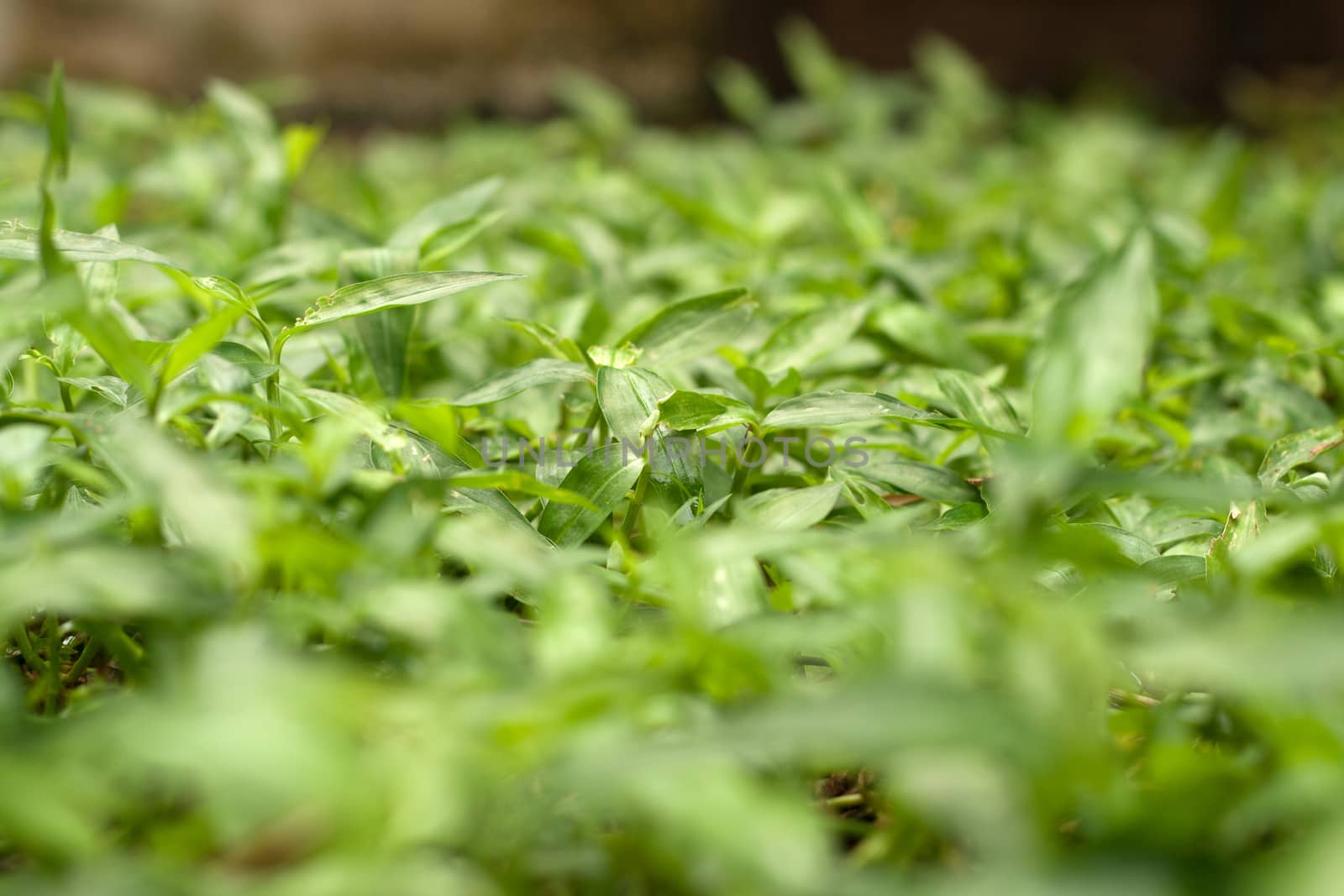 Abstract nature green blur grasses weed as background